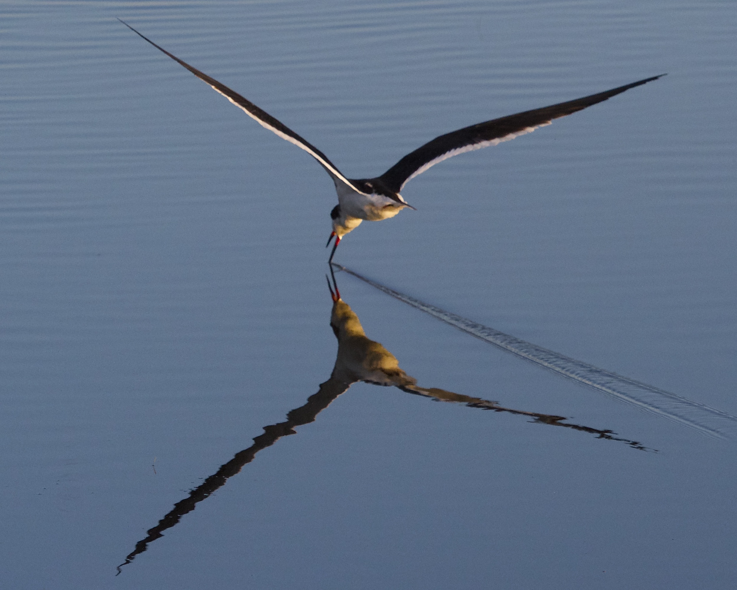 Black Skimmer "skims" in the wrong direction..