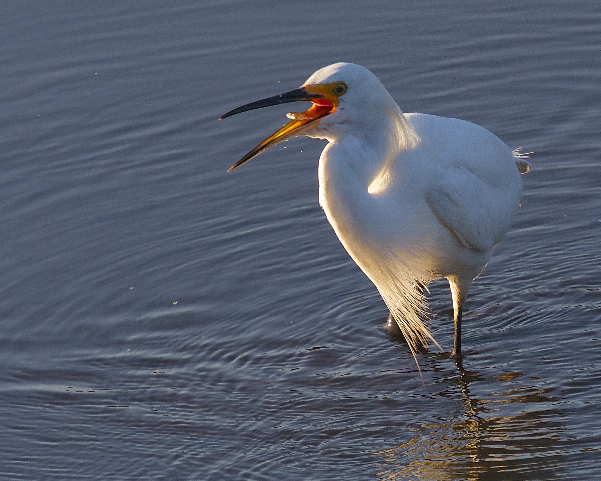 Down the hatch,,nothing like a morning minnow for an extraordinarily delicious snack.