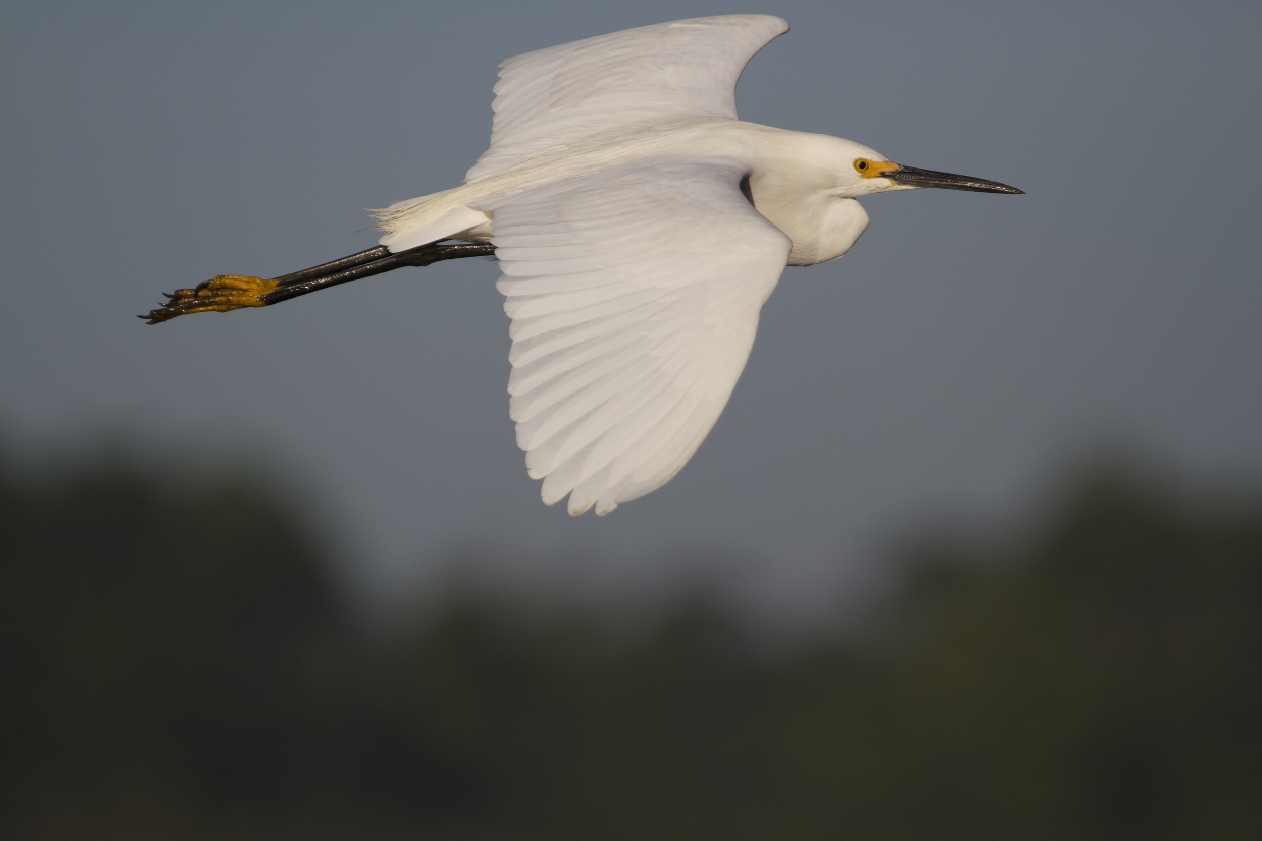 Snowy Egret beginning to show black on the legs,,,!
