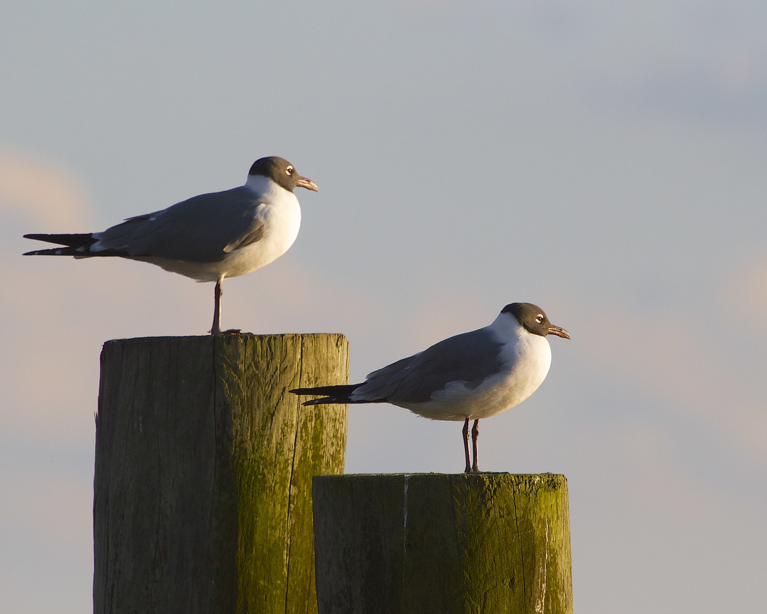 Pair of Laughing Gulls enjoy the sunset too!