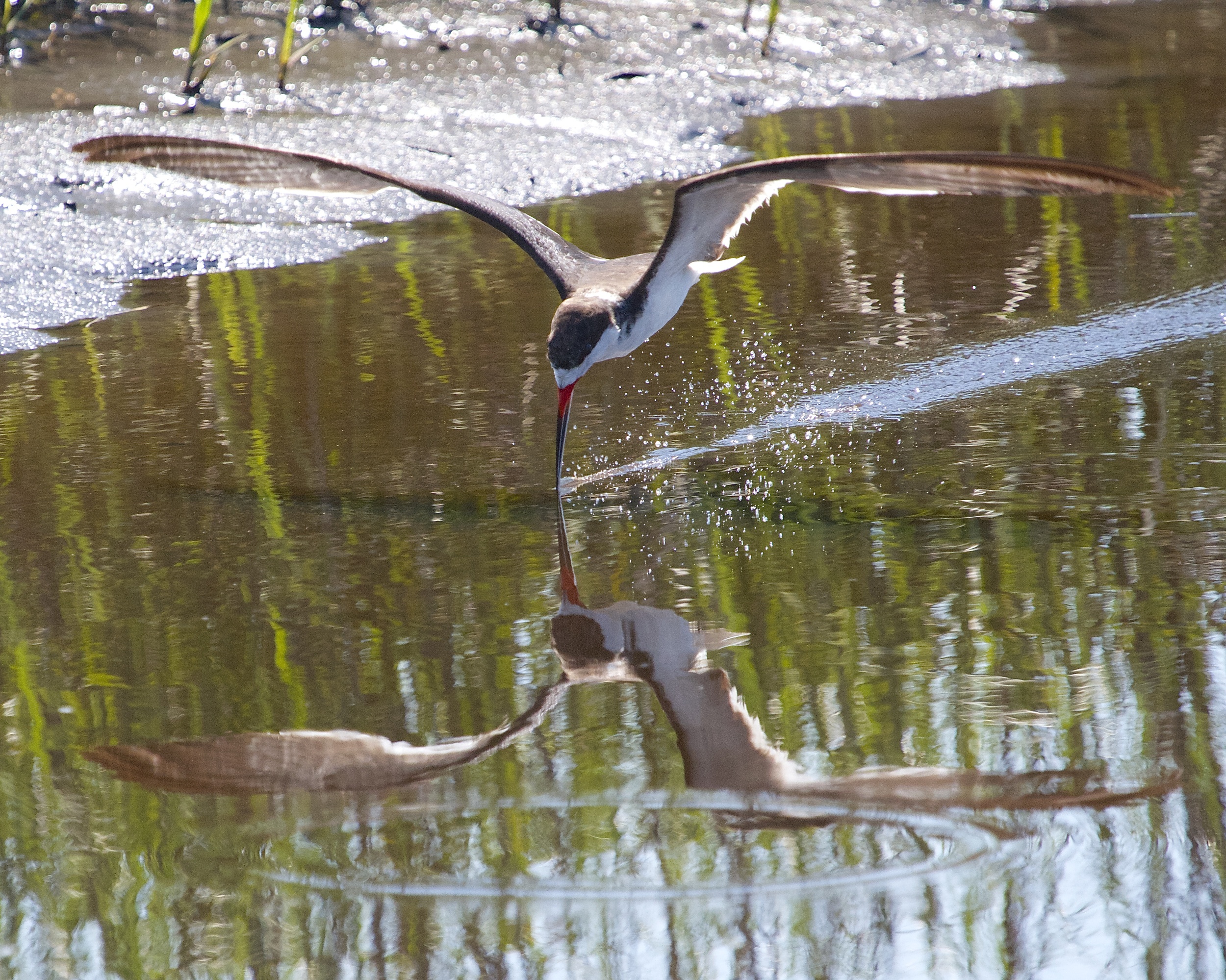 Many go through life like this bird, just skimming the surface of life.