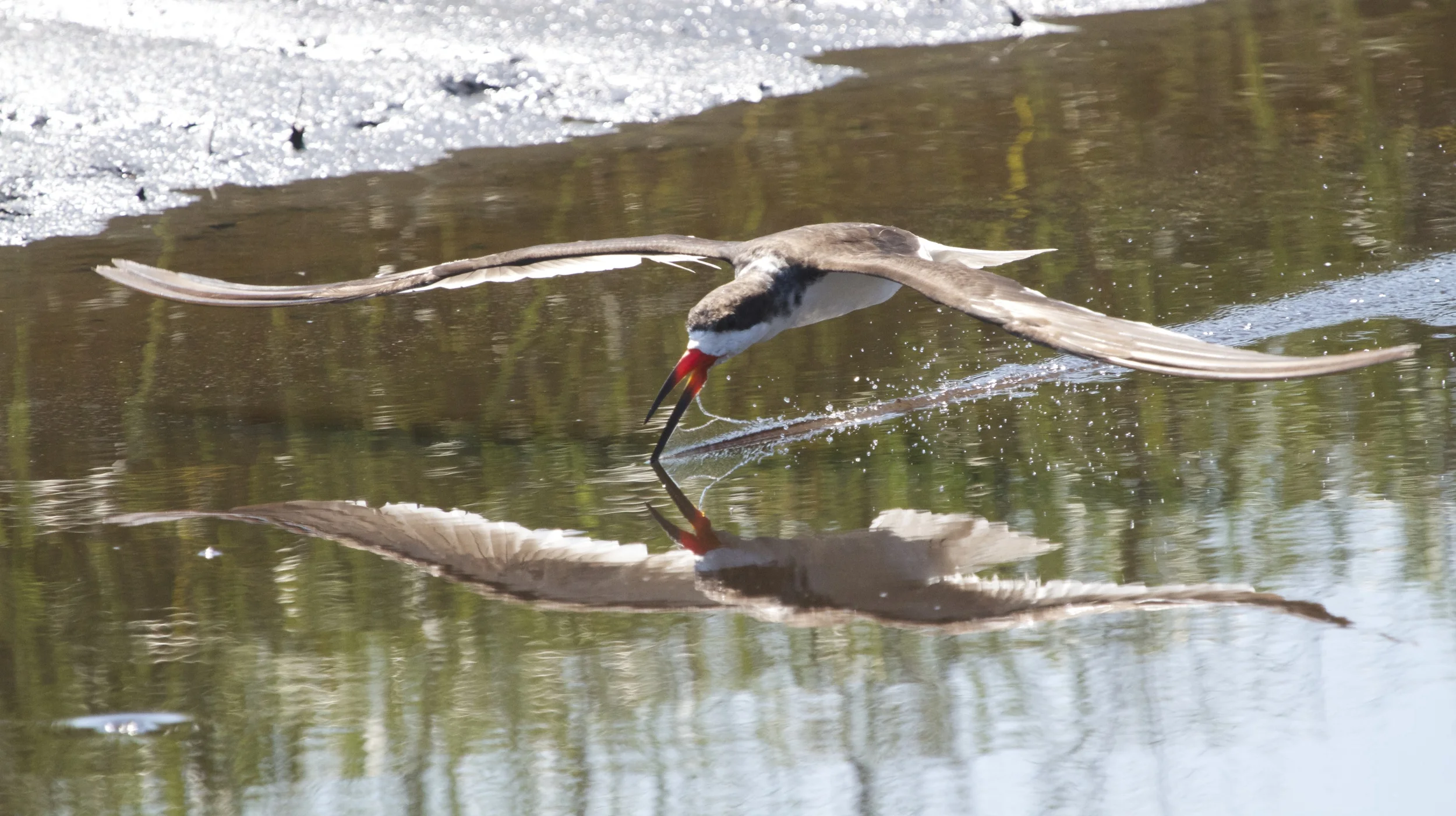 Skimming along