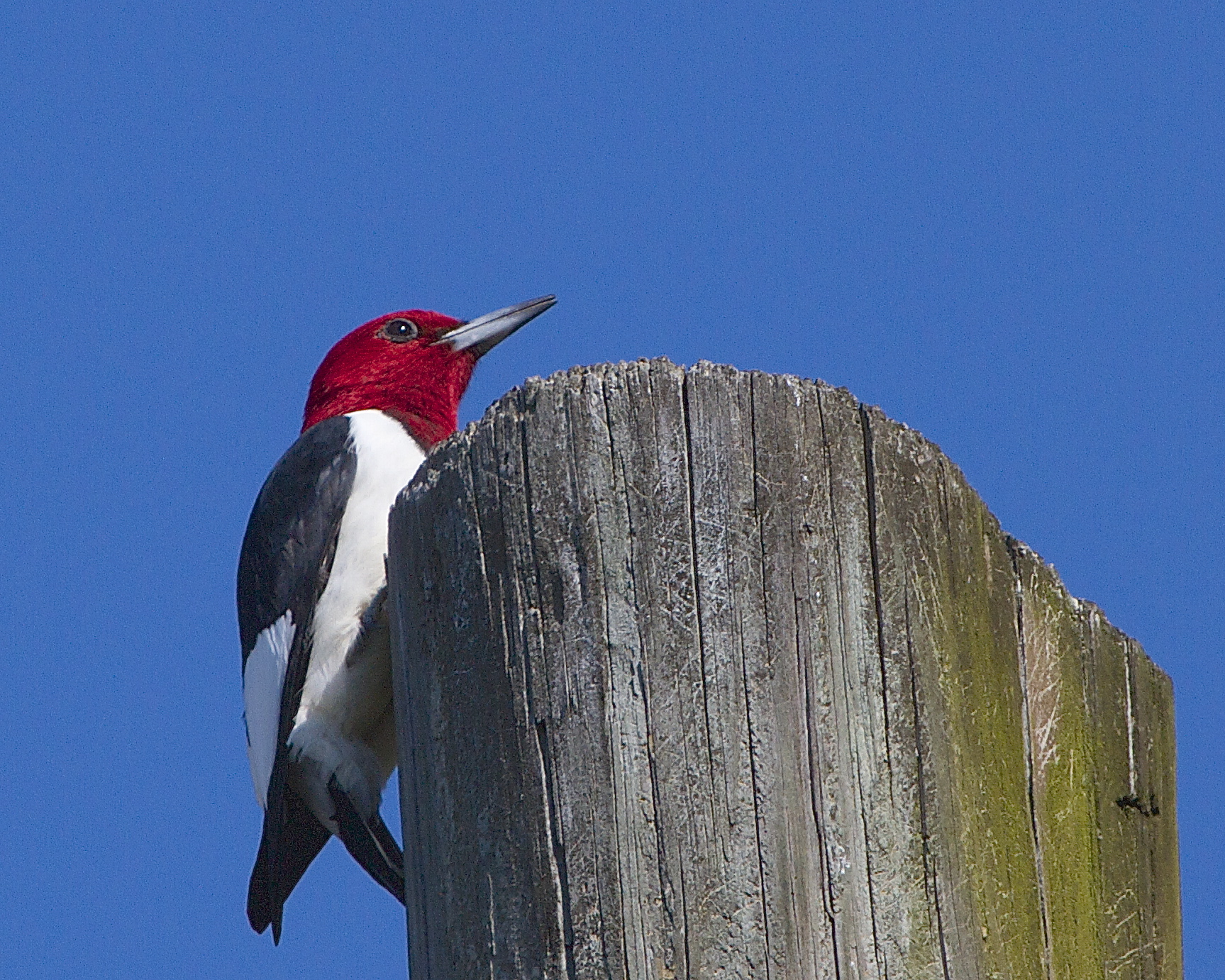 This Red Headed Woodpecker is another new one for me.