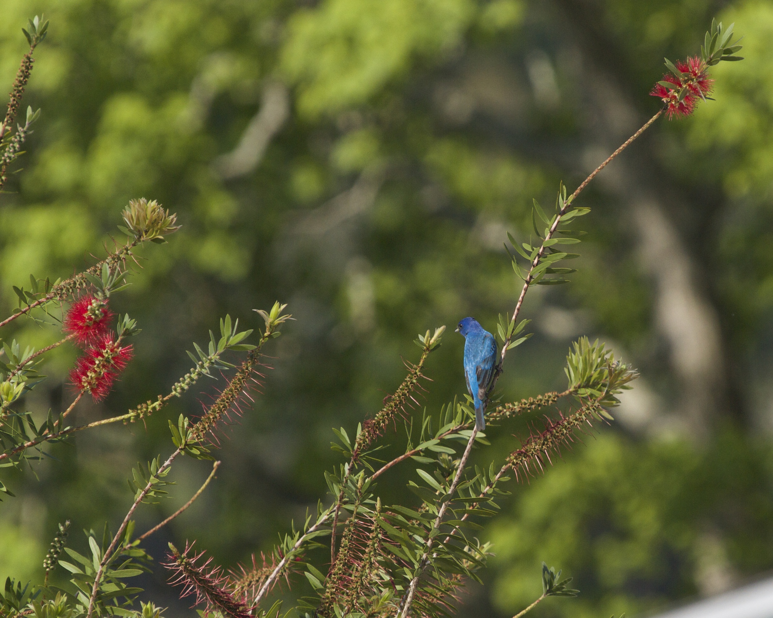 See that bright blue little bird on the bottle-brush plant..an INDIGO Bunting..yet another new one for me.