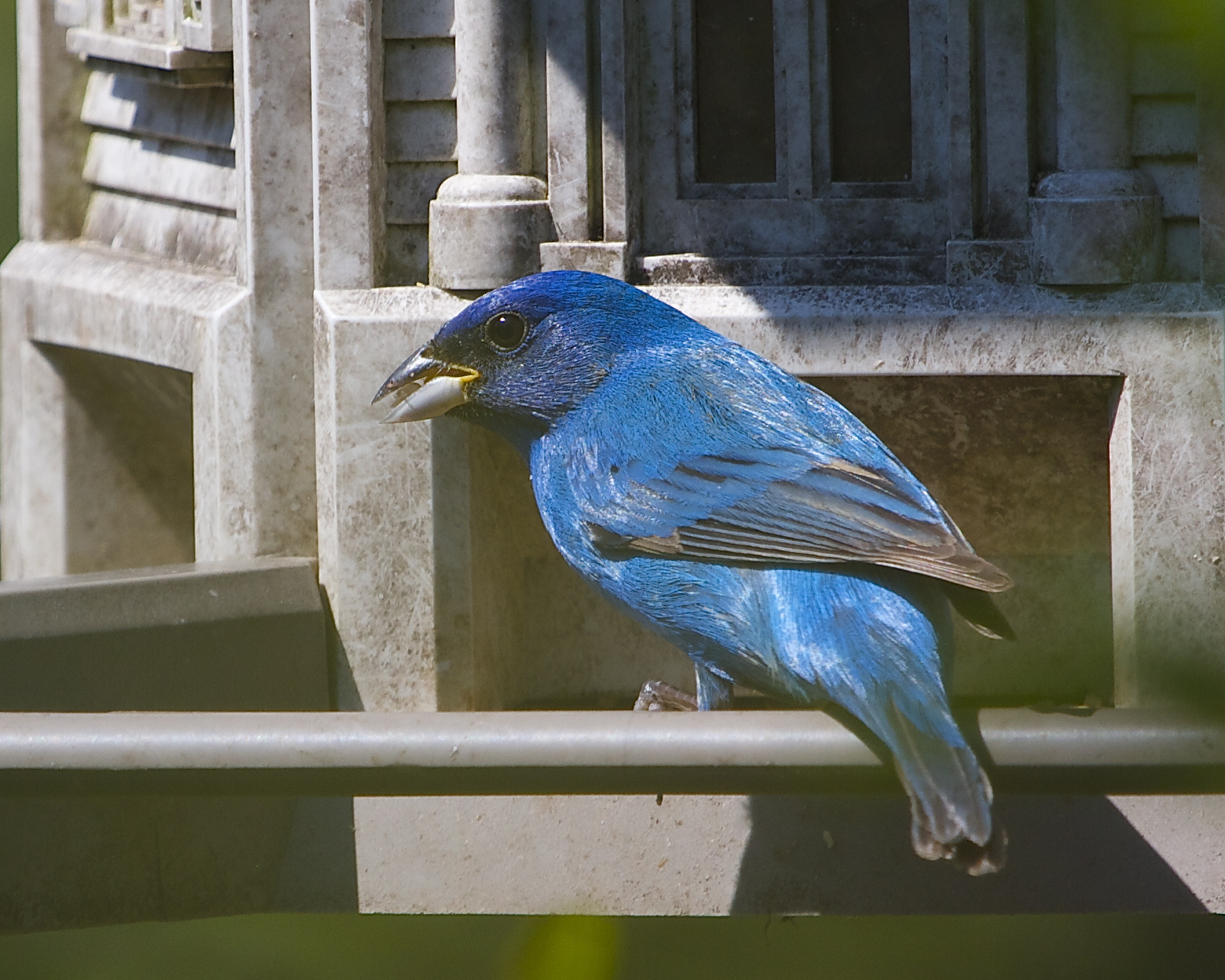 Indigo Bunting feeding in the bird-feeder. Now that is Electric Blue!