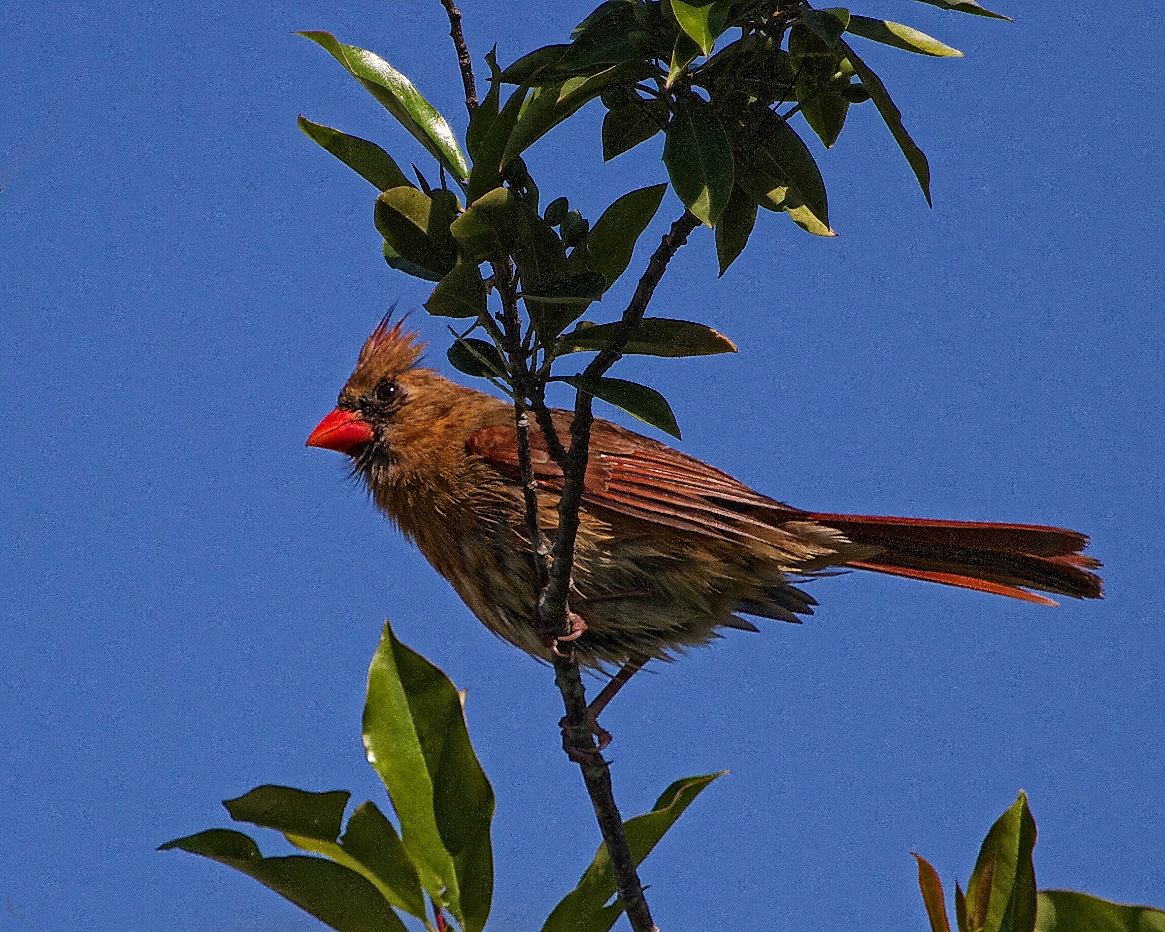 Northern (or Red) Cardinal, female awaits her turn at the feeder.