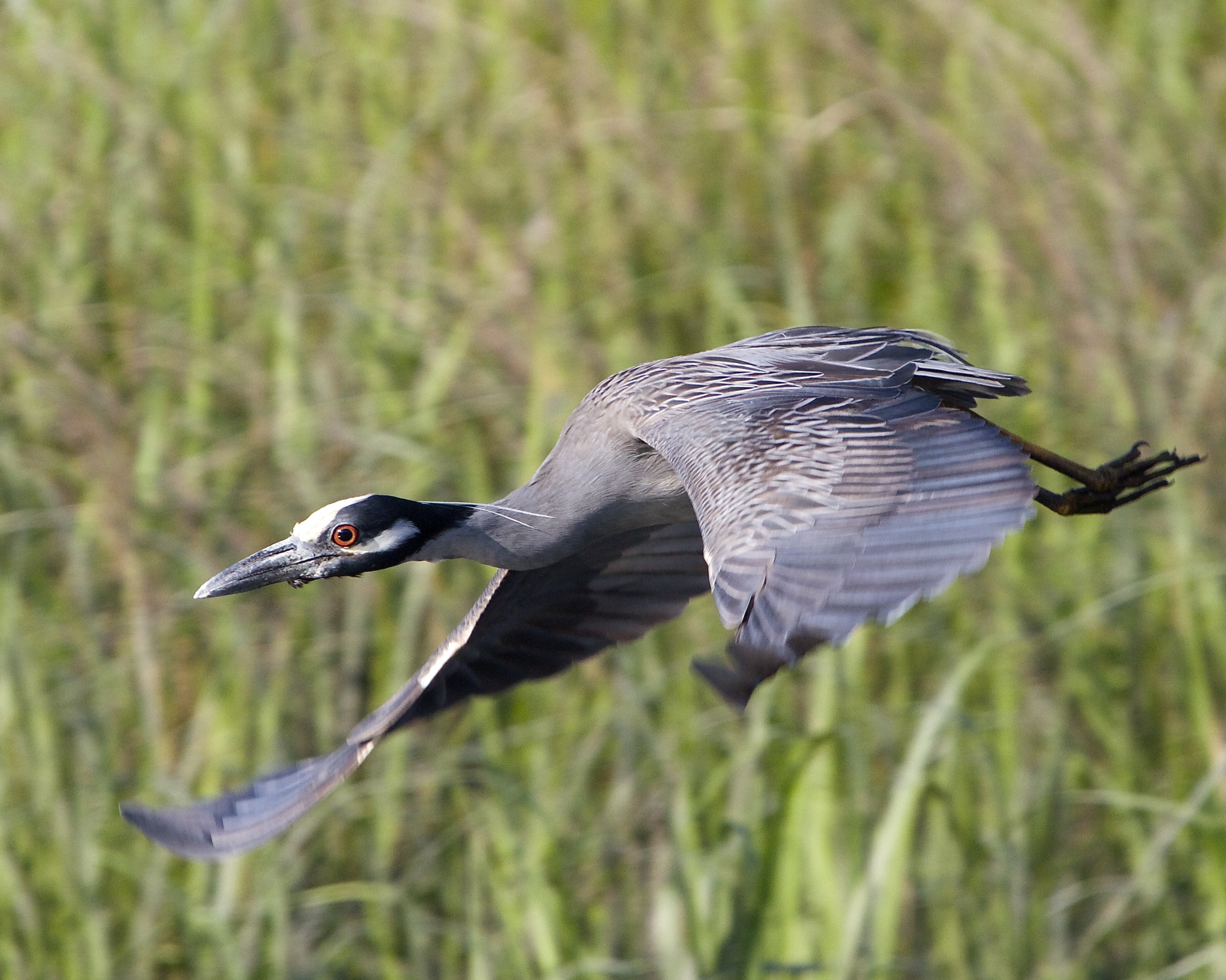 George, the Yellow Crown Night Heron and a few other Egrets are the only ones on the river lately.