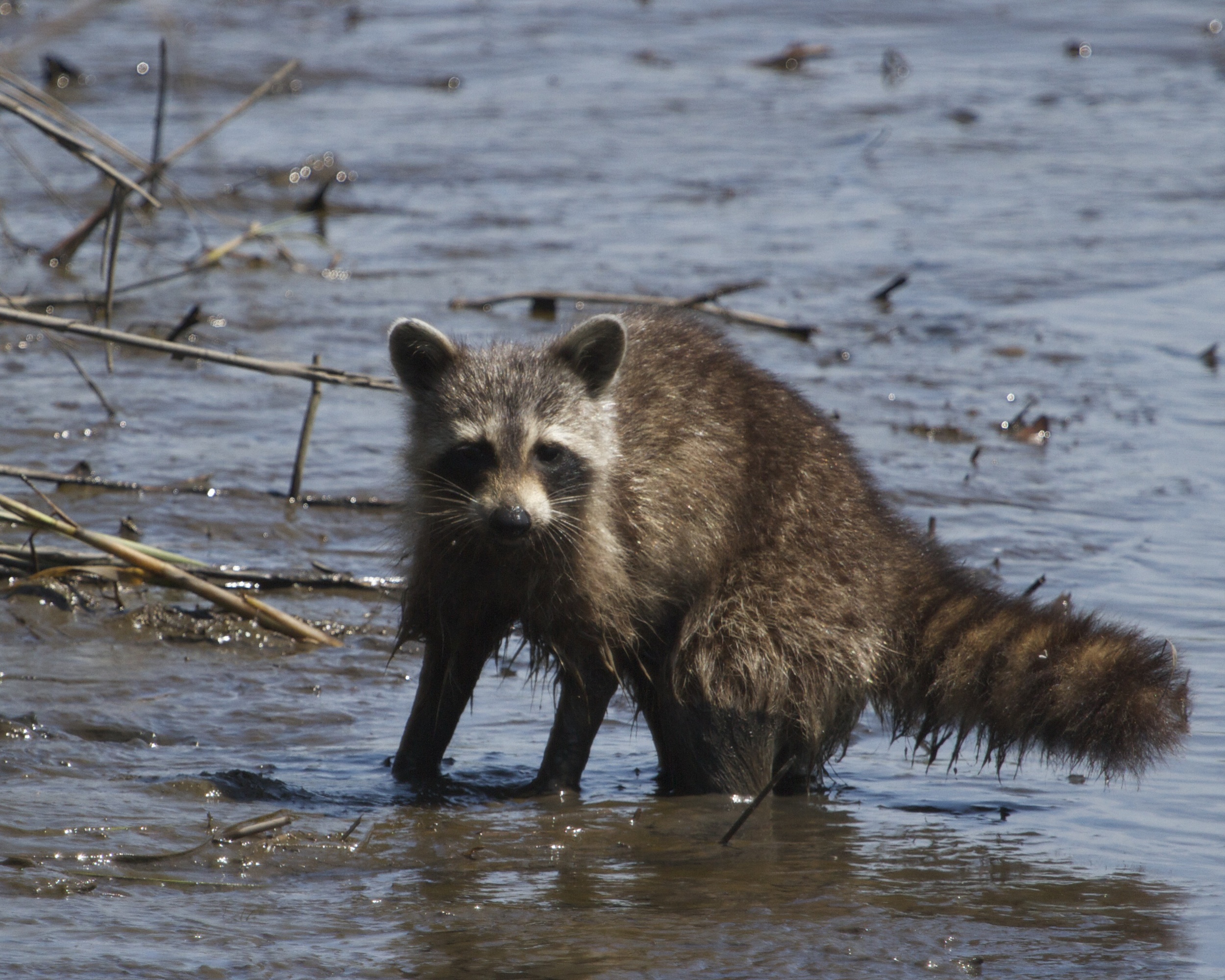 Muddy raccoon hears the doohickey click.