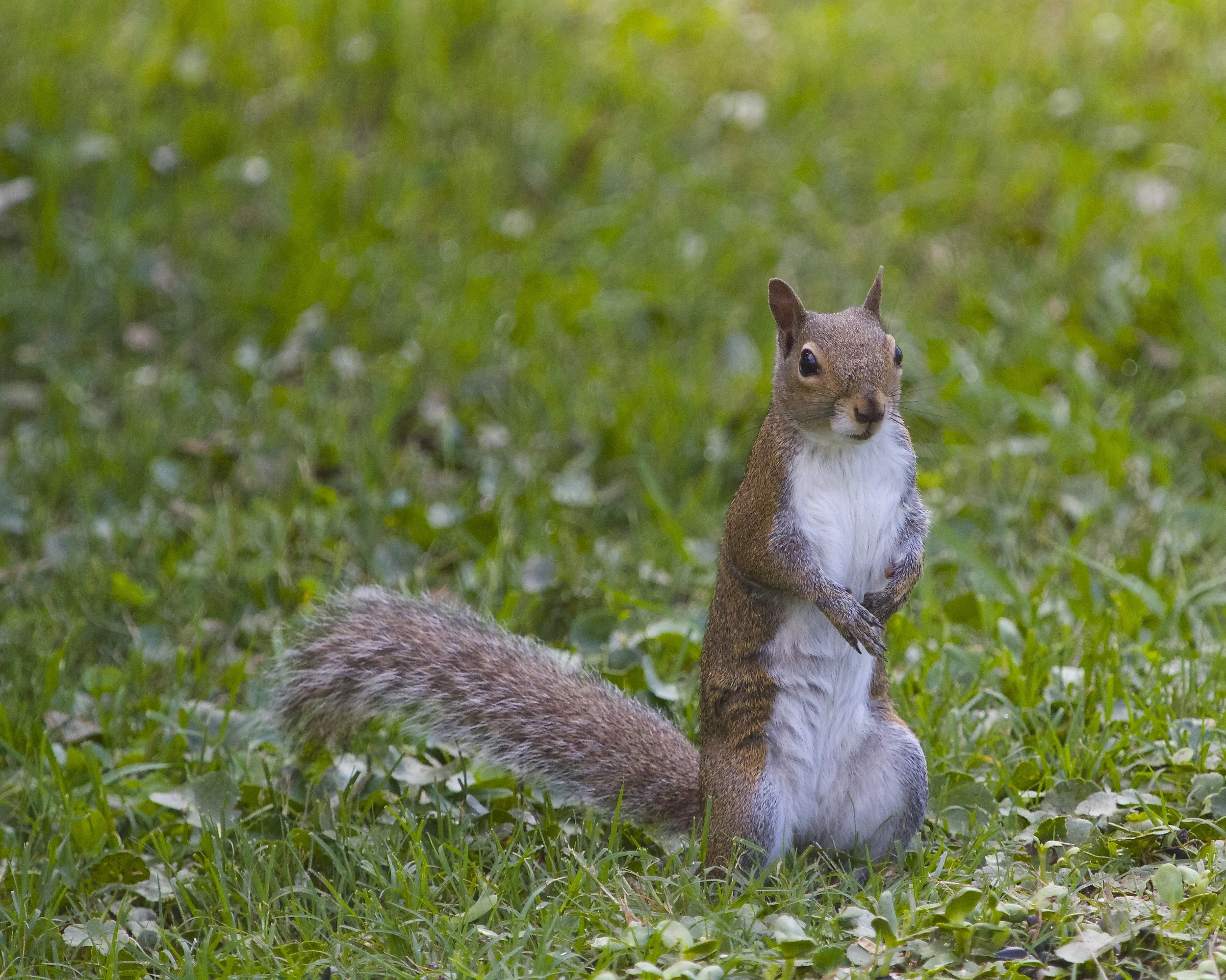 Can someone help me ID this one? Often seen feeding with the other birds at the feeders..:)