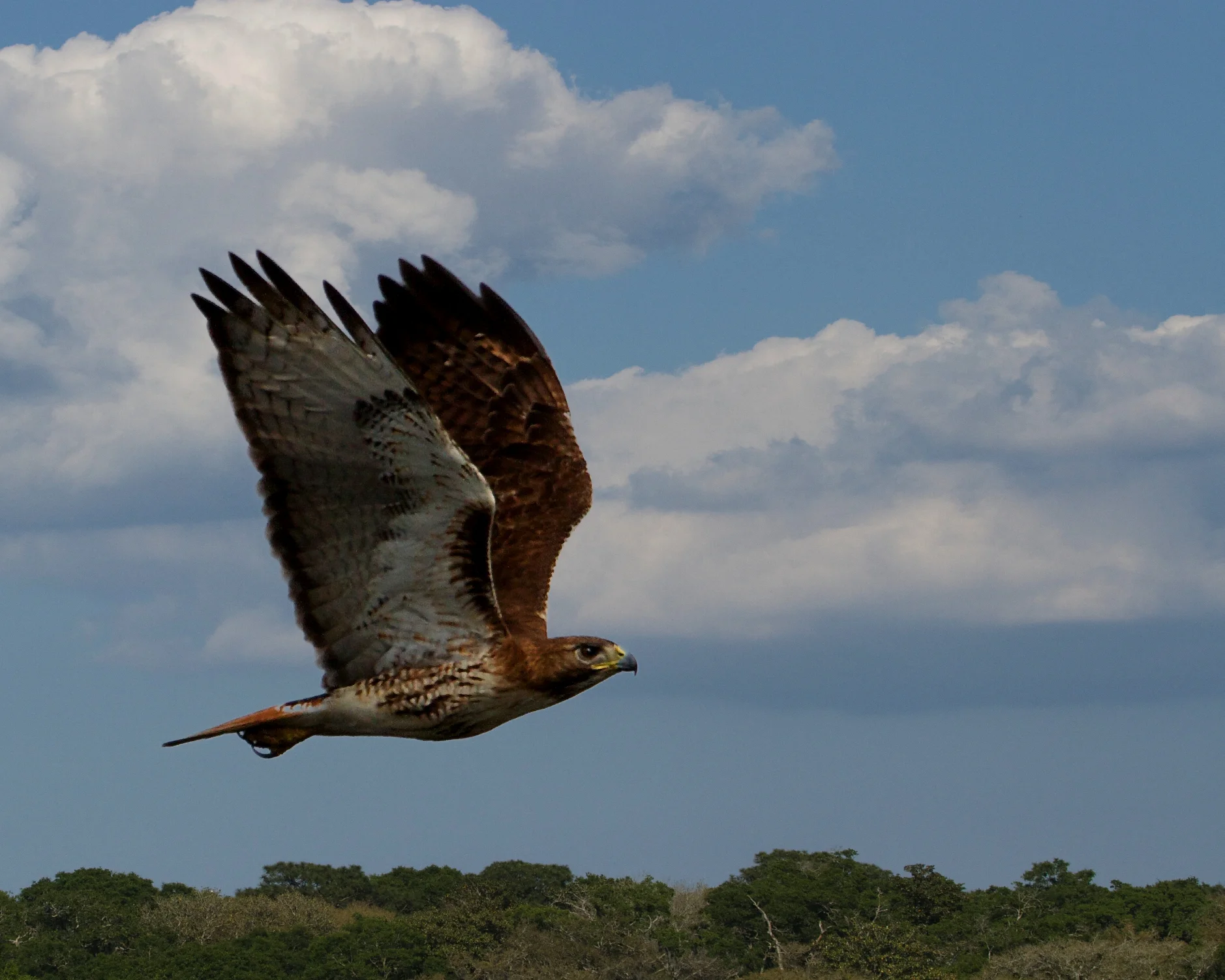 There is one thing new under the sun on the Broward. First close up of a Red Tailed Hawk that I have been seeing.