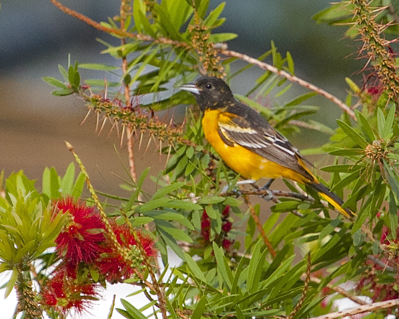You know it is spring when a Baltimore Oriole shows up to play ball!