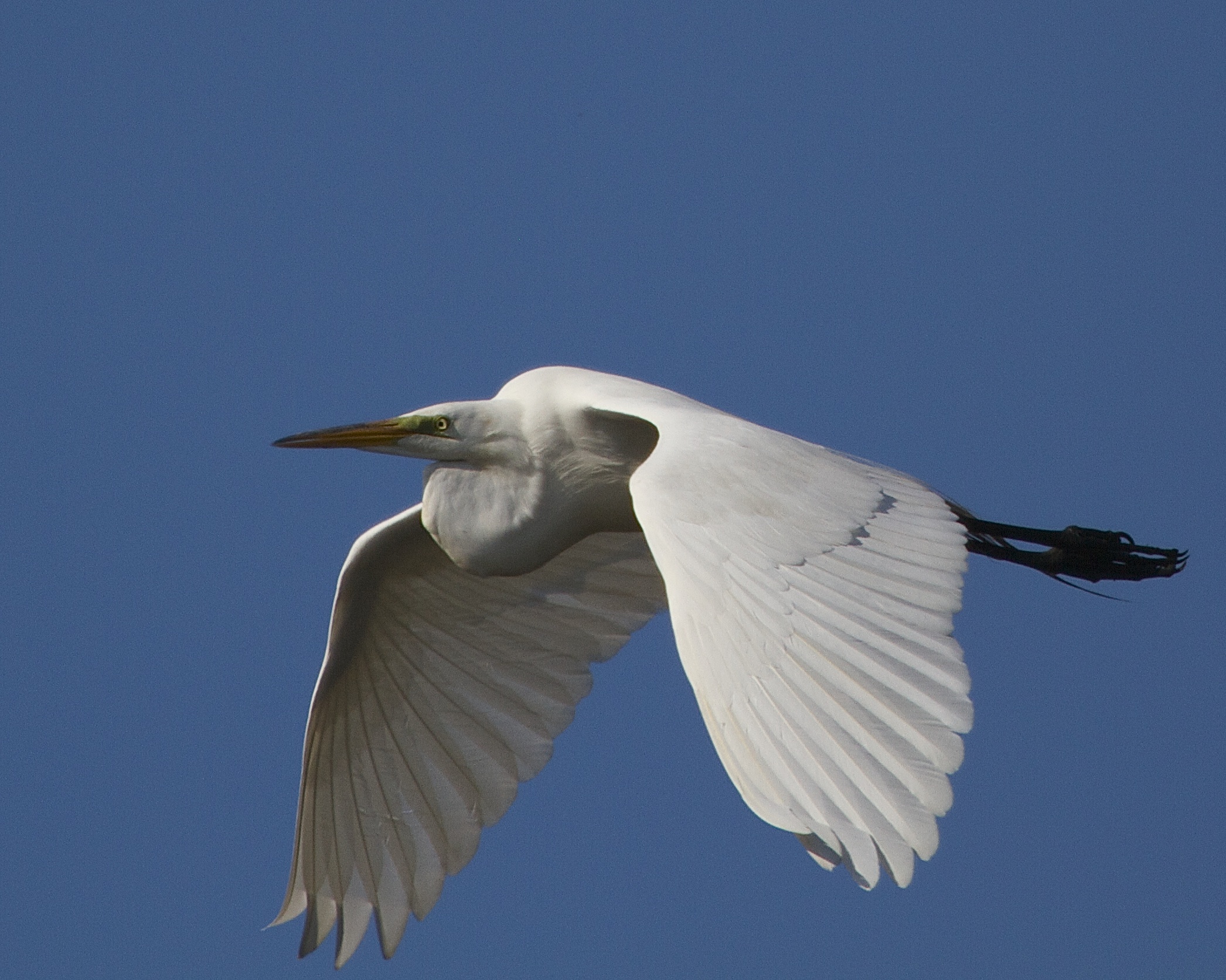  A Great Egret glides towards the setting sun.