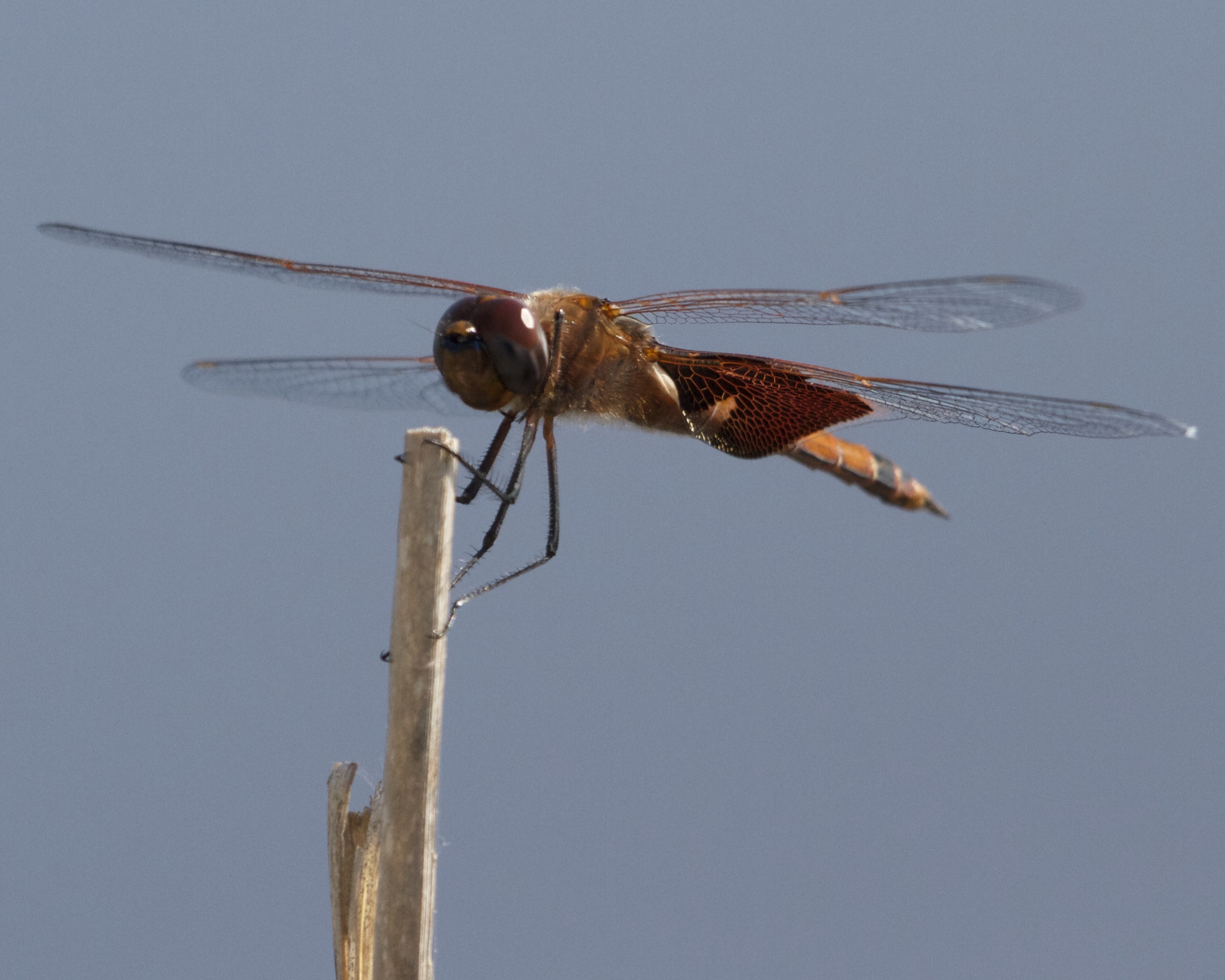 The dragon fly makes its landing. ( there were no birds to photograph ok?)
