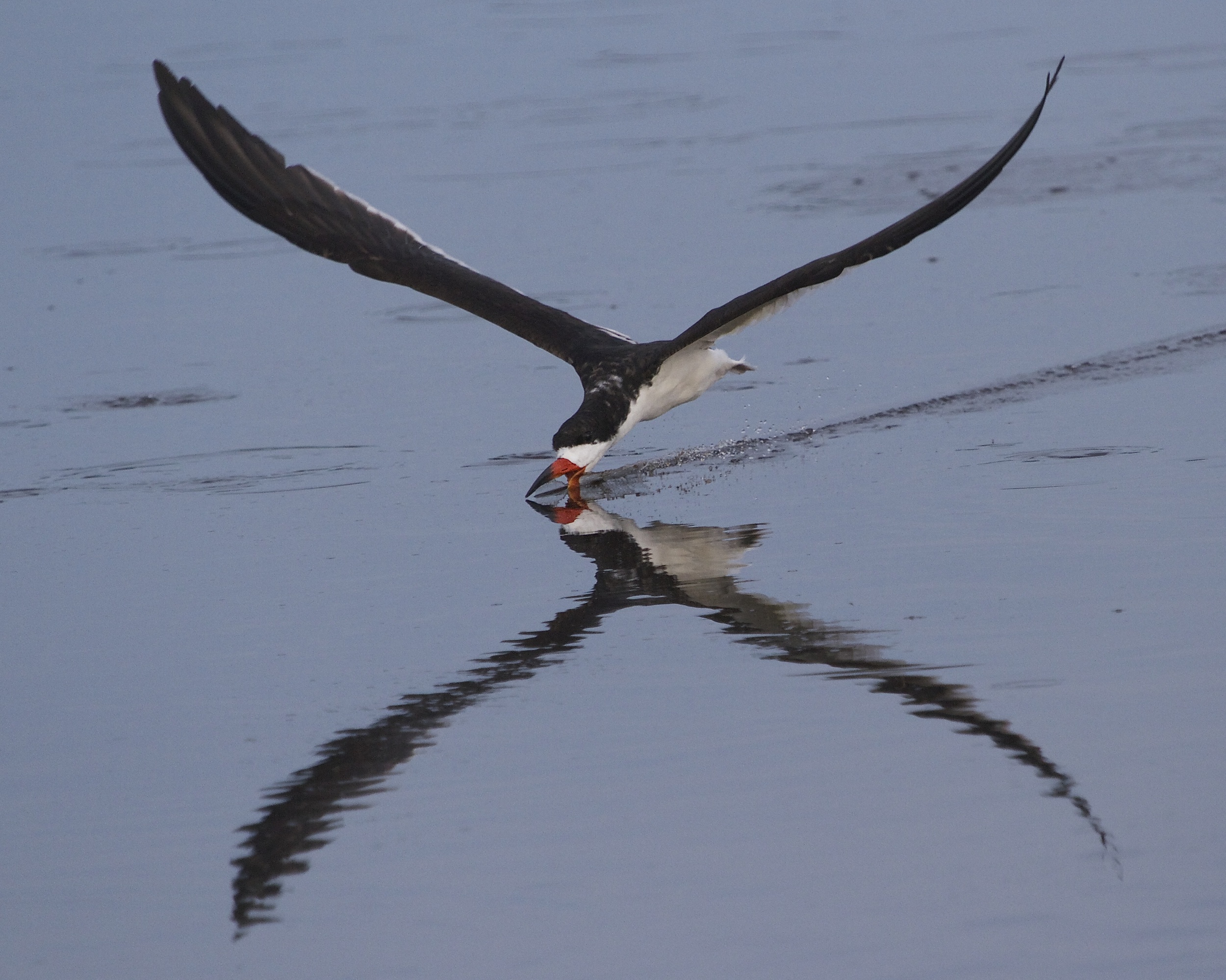 The Black Skimmers fly along hoping to snag a fish! 