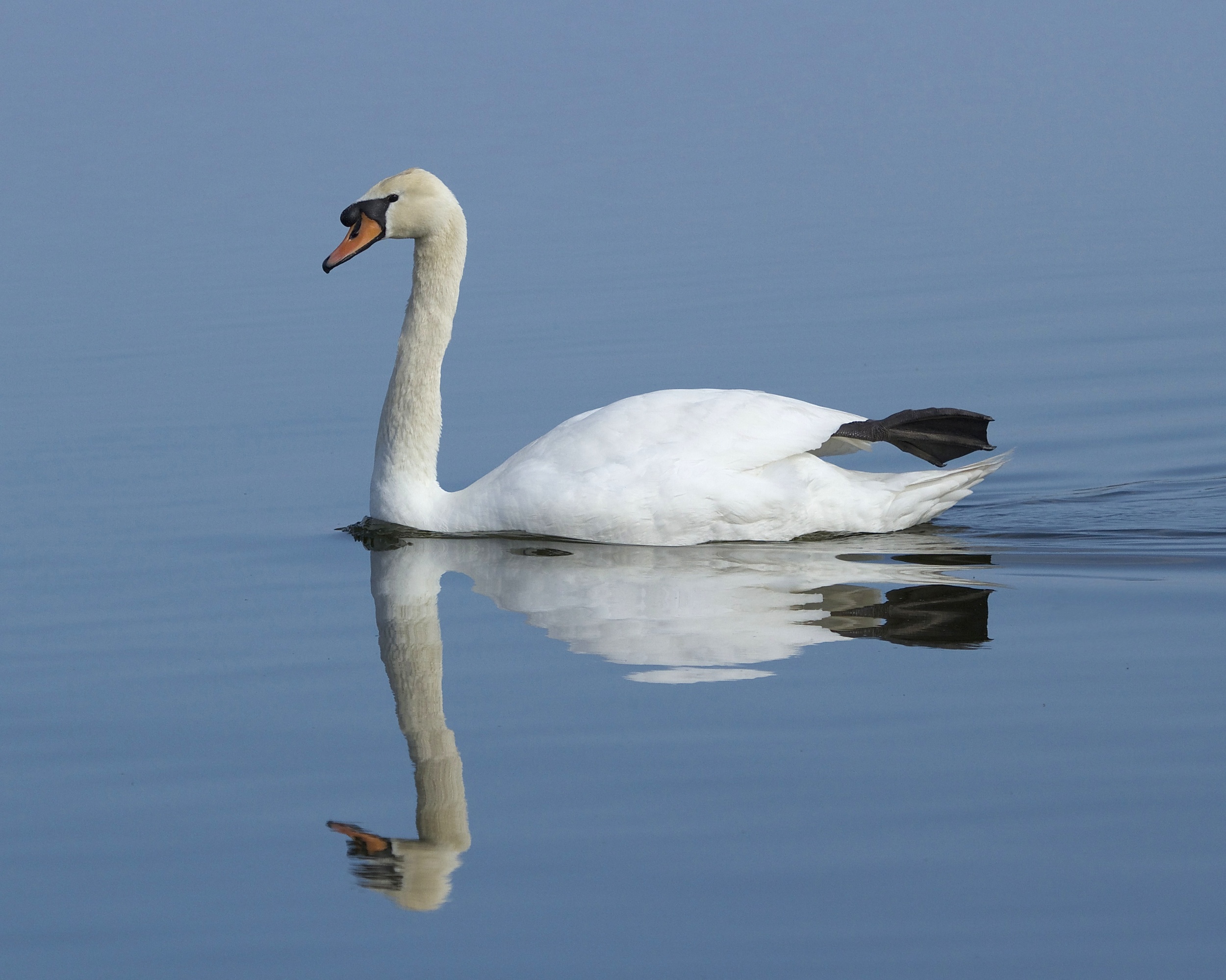 Am I beautiful or what? Have you ever seen a bird as elegant or graceful as me? Go ahead and adore me..everyone else does.