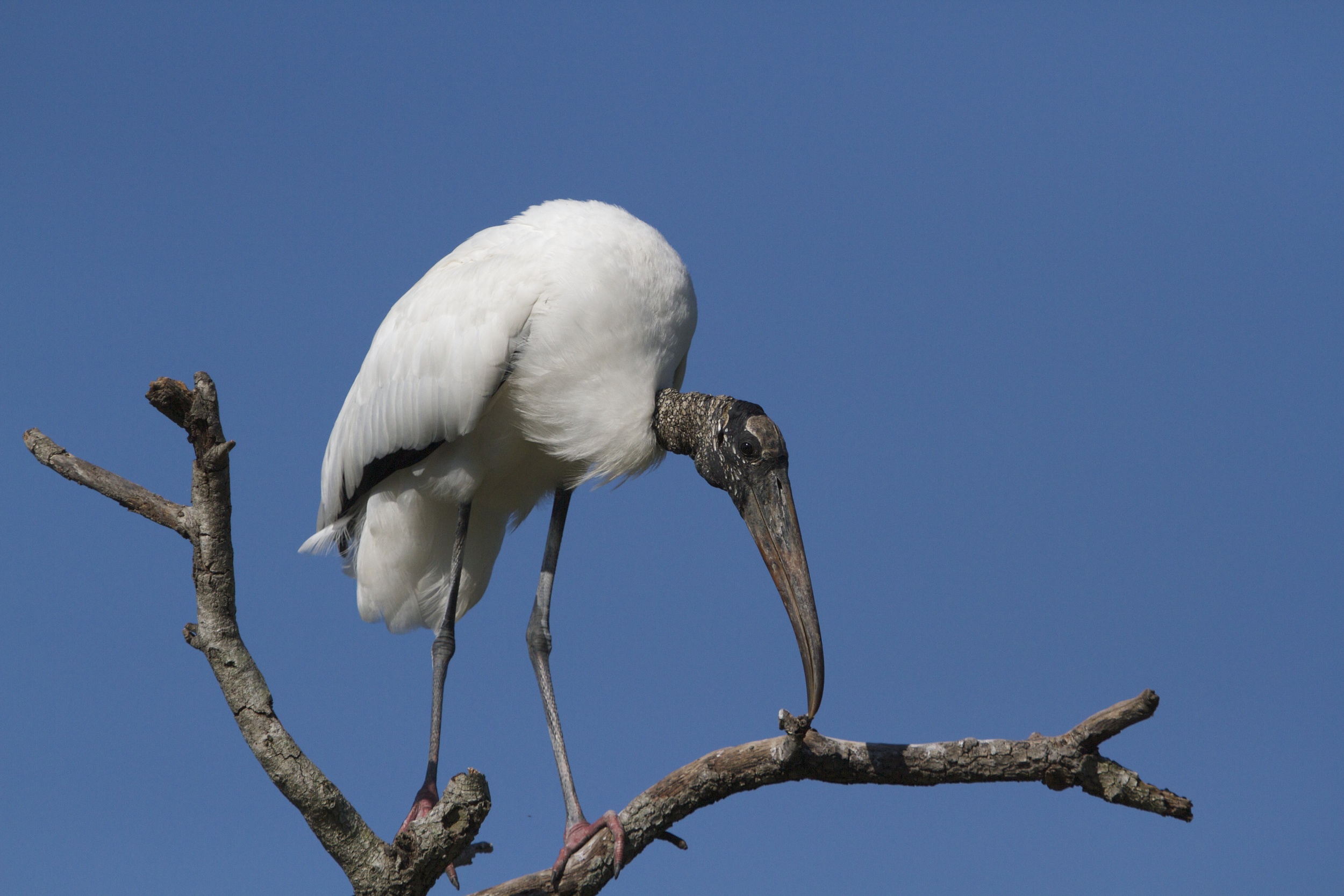 The Wood Stork may not be pretty to some eyes to behold…but wait till you see it fly..