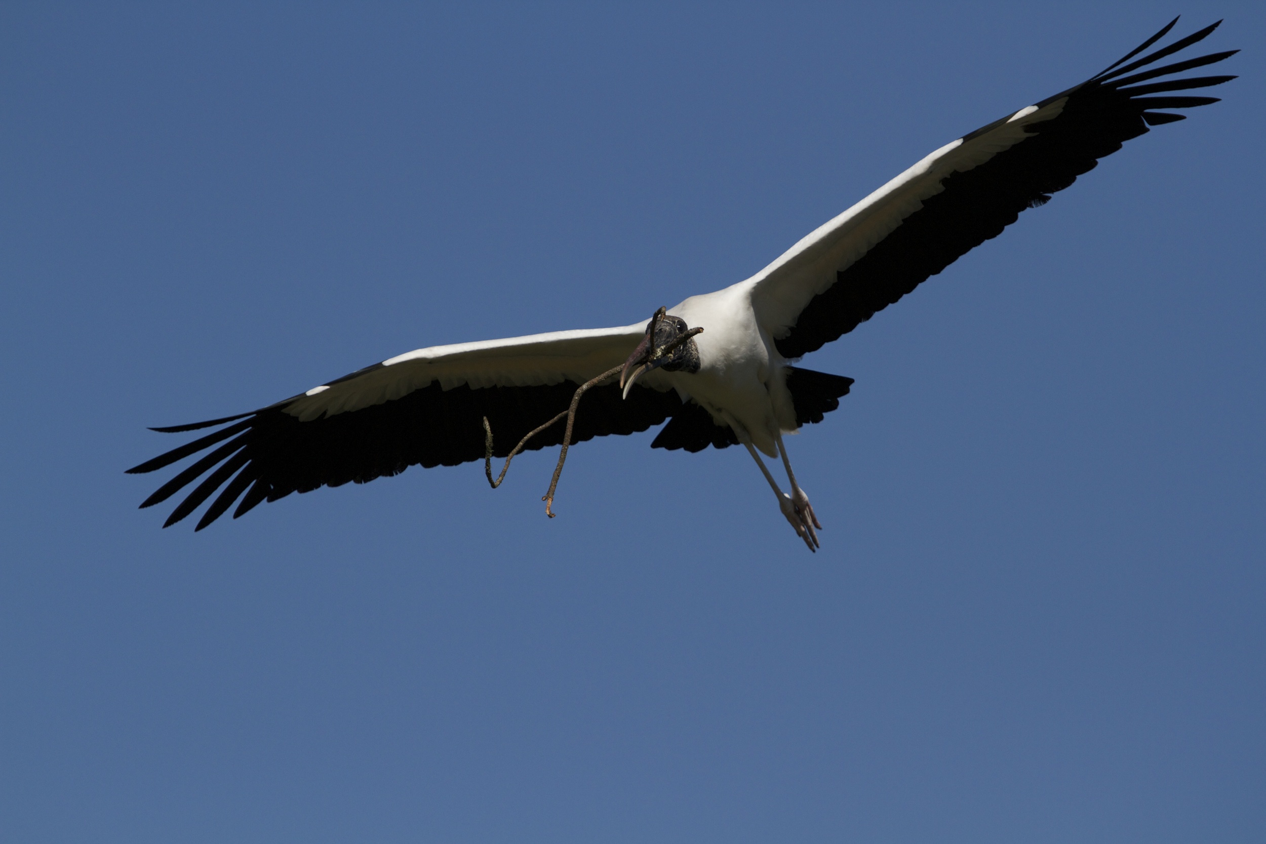 The Wood Stork glides on broad wings as graceful as any bird in the sky..This one is bringing a stick to the nest.
