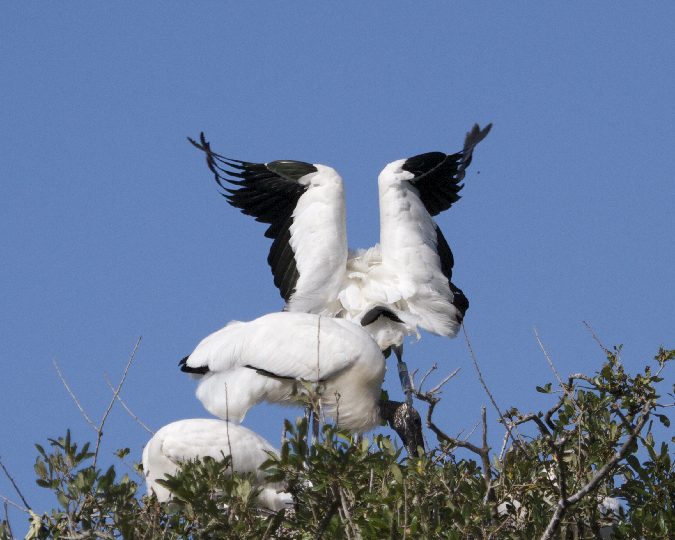 And touchdown…! Another fine flight by Wood Stork airlines..We deliver on time.