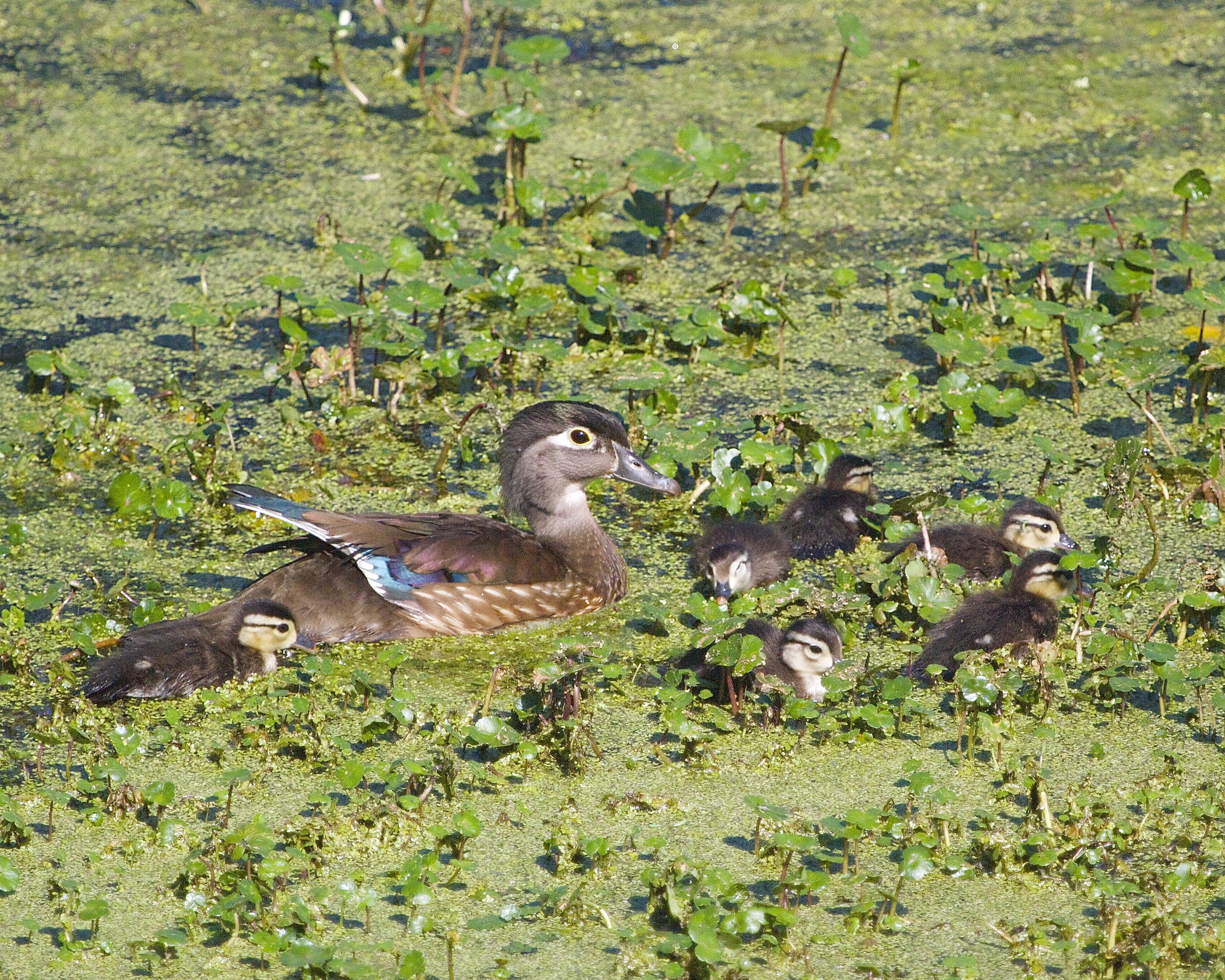Pretty Wood Duck female with six cute ducklings..my first Wood Duck ! Now to find the male...