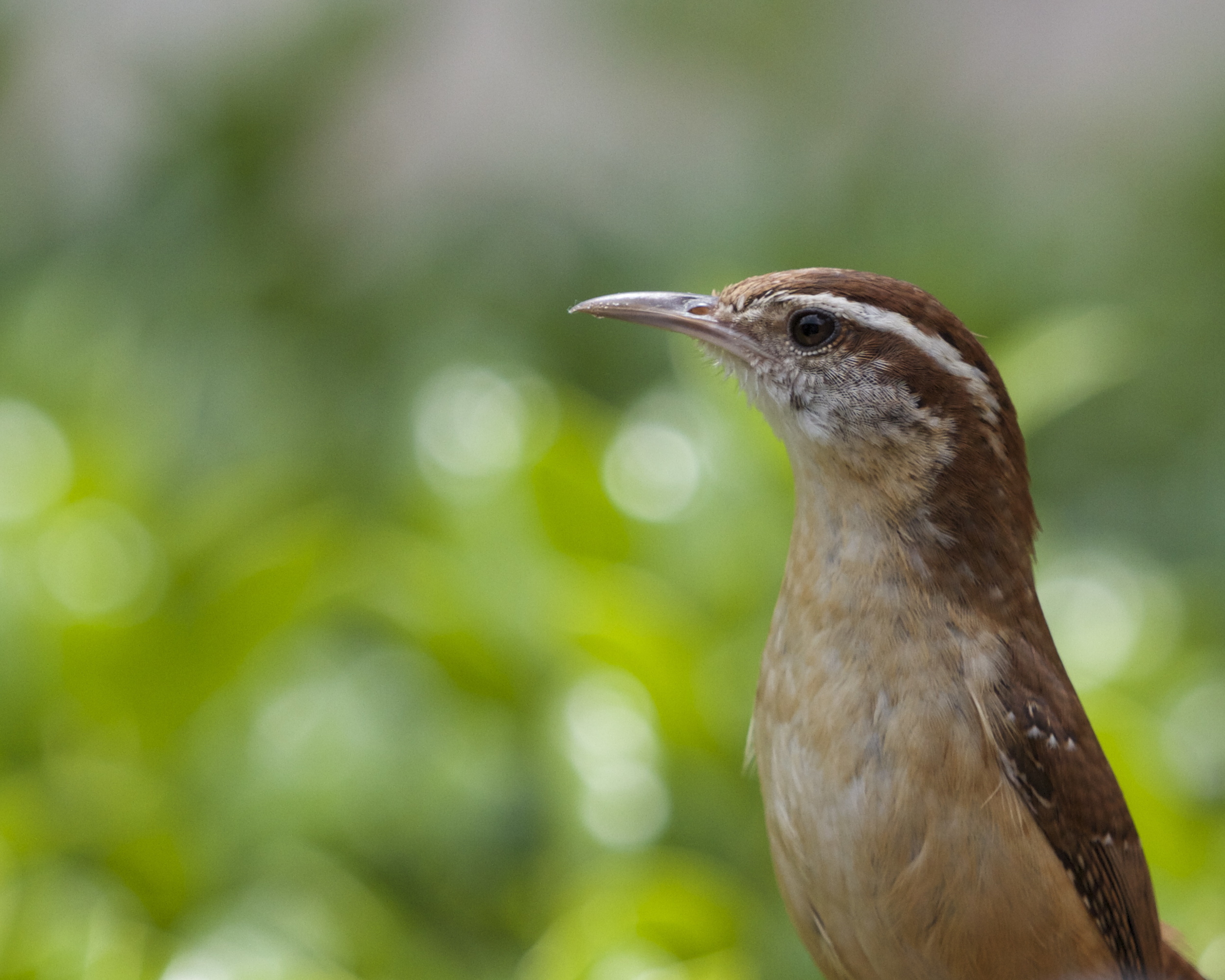 The Female Carolina Wren checks me out before approaching the nest.