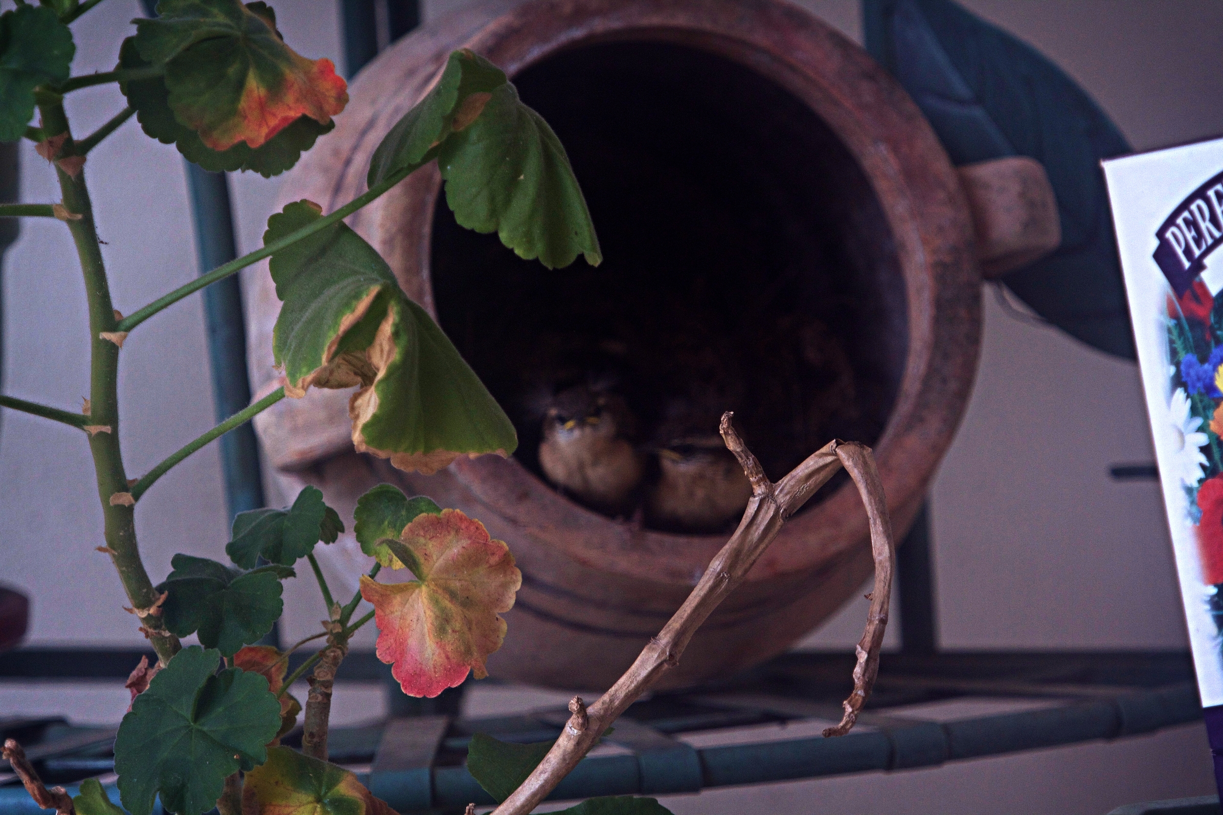 On Sunday, Mothers Day I saw the little wrens start to leave the nest. These two I call Orville and Wilber are the last to go.