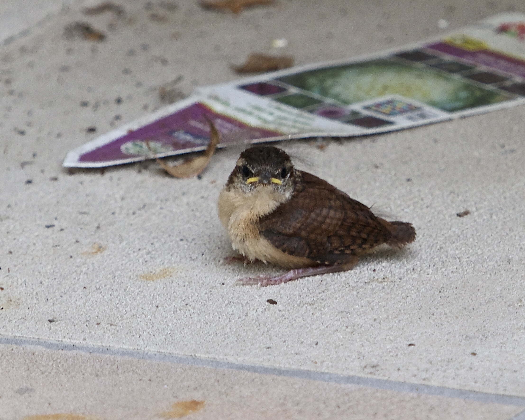 Weill I made it down here, where did everyone go? Who are you and what are you doing with that camera says Orville Wren?