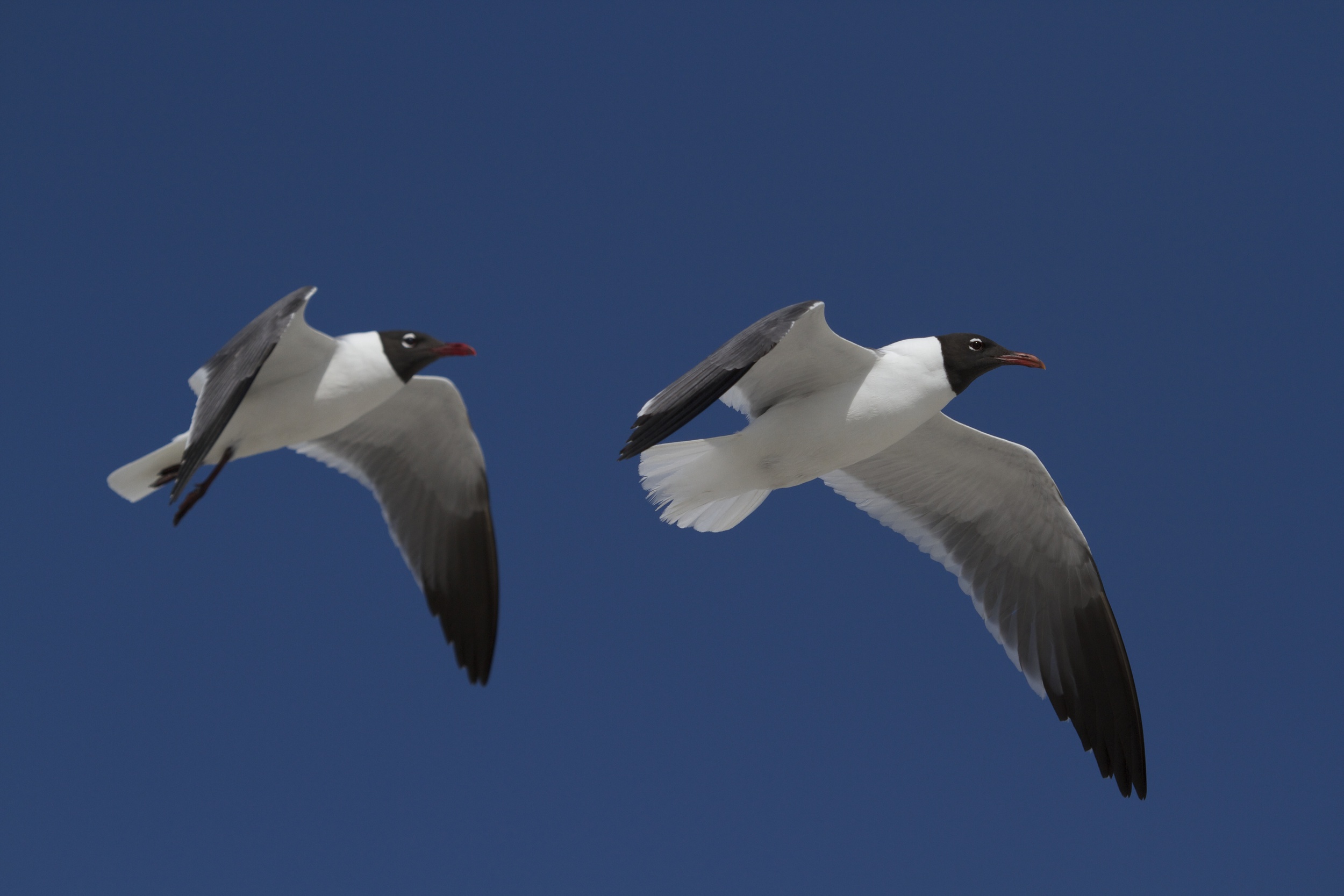 Laughing gulls guard their nests and also look for others upon which to prey.
