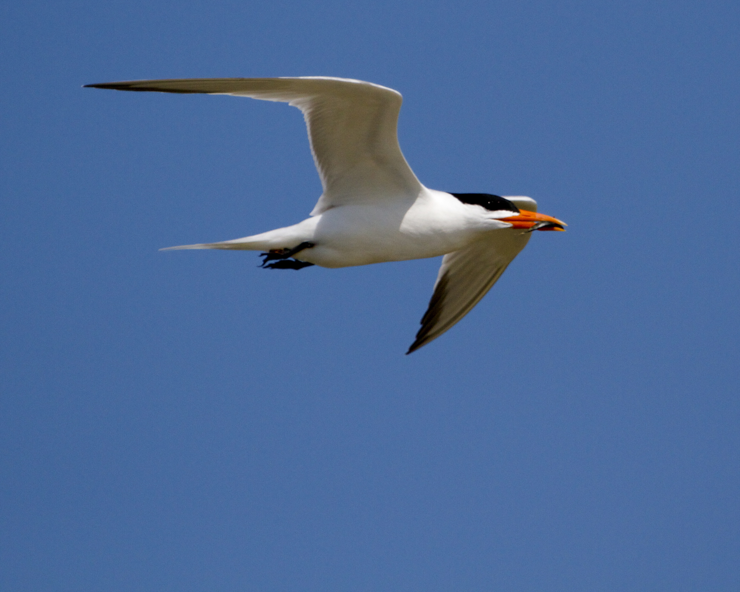  A Royal Tern has hungry mouths to feed.