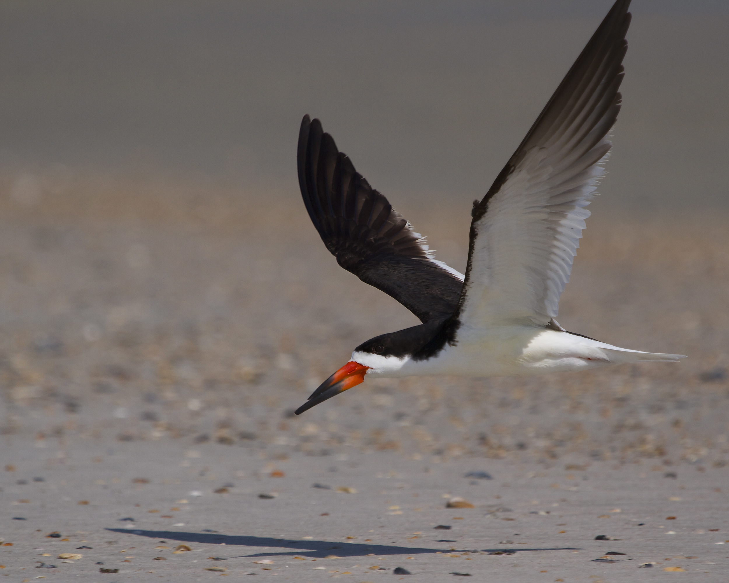 Black Skimmer hurries back to the nest after a quick morning bath.