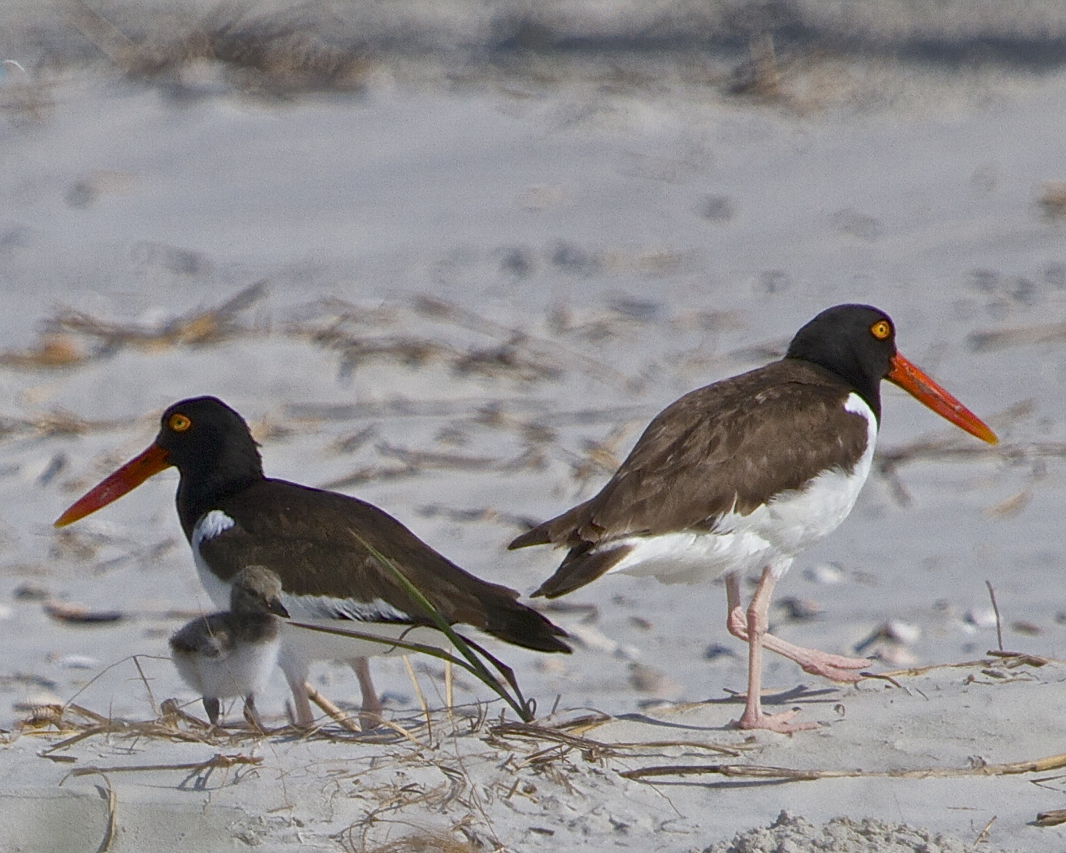 This pair of Oystercatchers stay close now to this remaining little one.