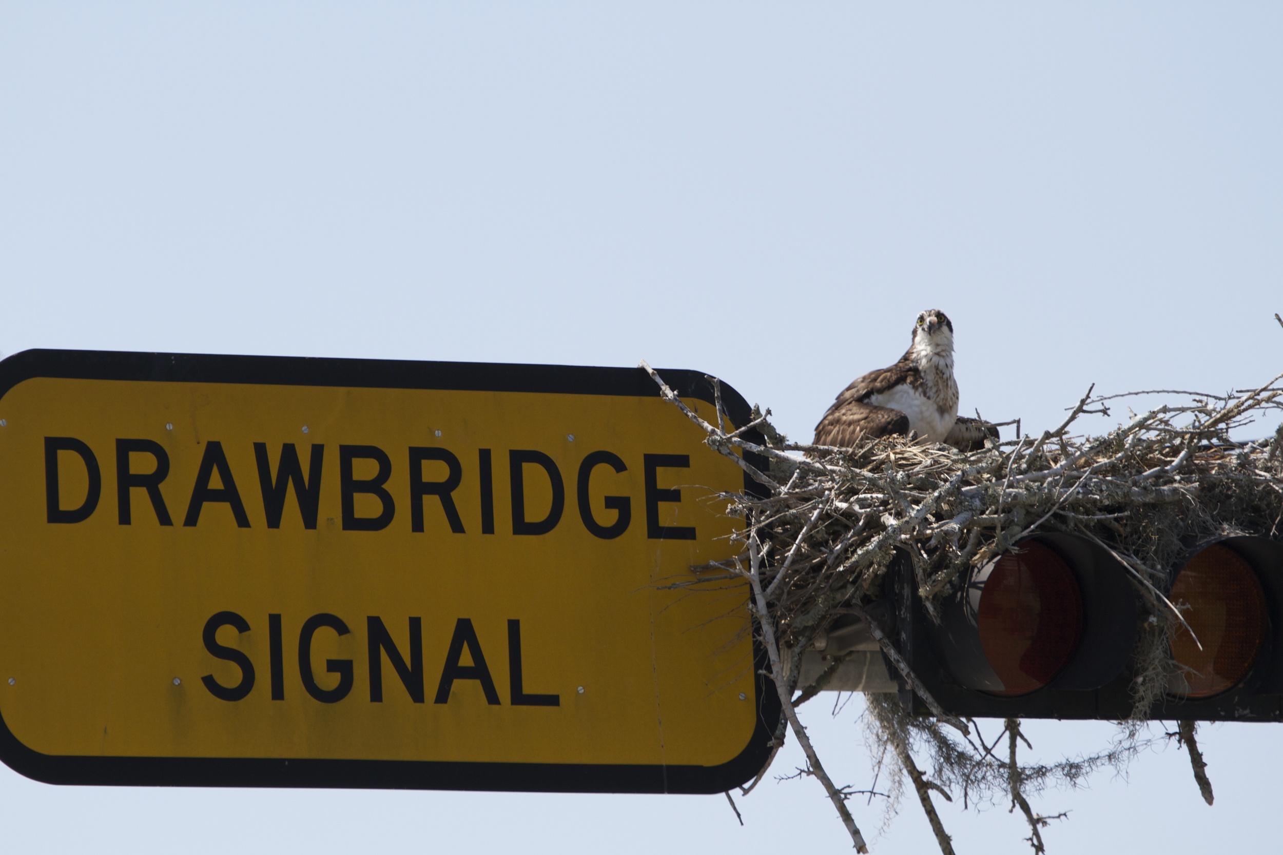 Perilous places too…the add in the bird news said great water view nest site..geesh..but a birds gotta do what a birds gotta do.