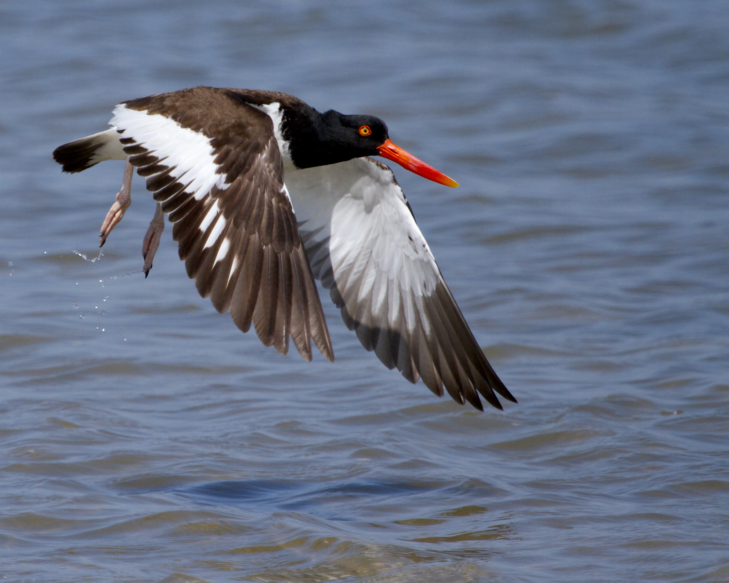 The American Oystercatcher feeds on bivalves in the shallows but must not stay long.
