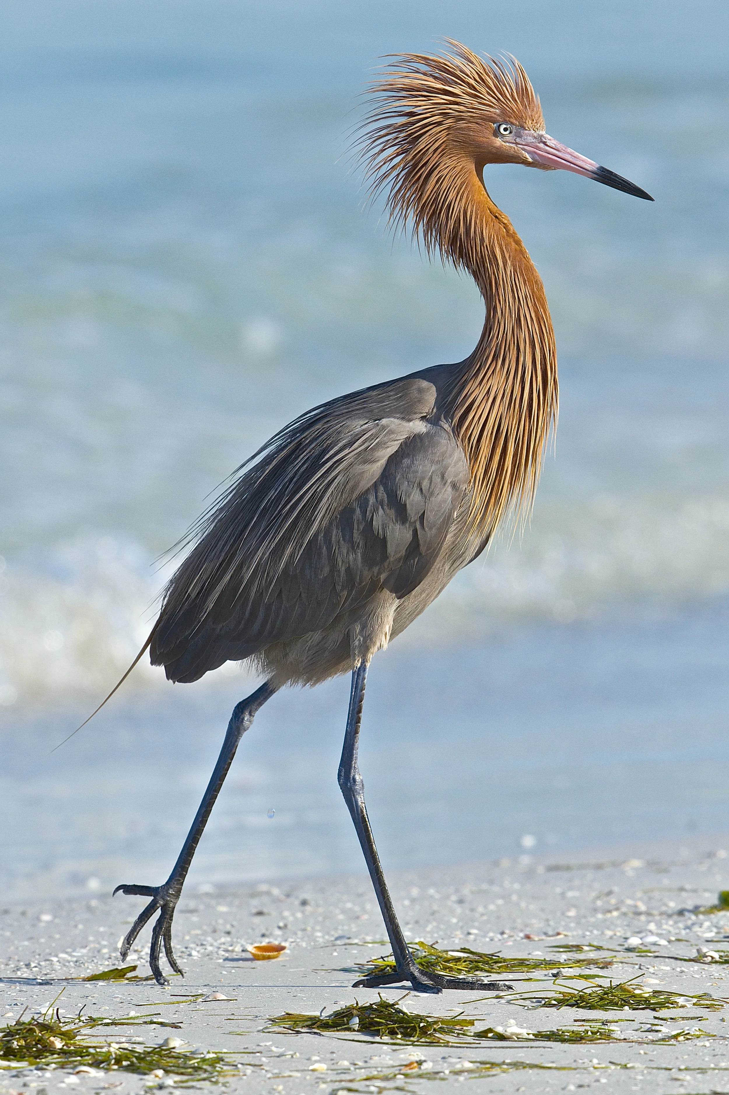 Big Bird (a Reddish Egret photo) recently won first place in the annual "Wild Amelia Photo Contest for Adult Beginners class in 2014. I used this photo to create some early "oil painting" texture effects that turned out nice. 