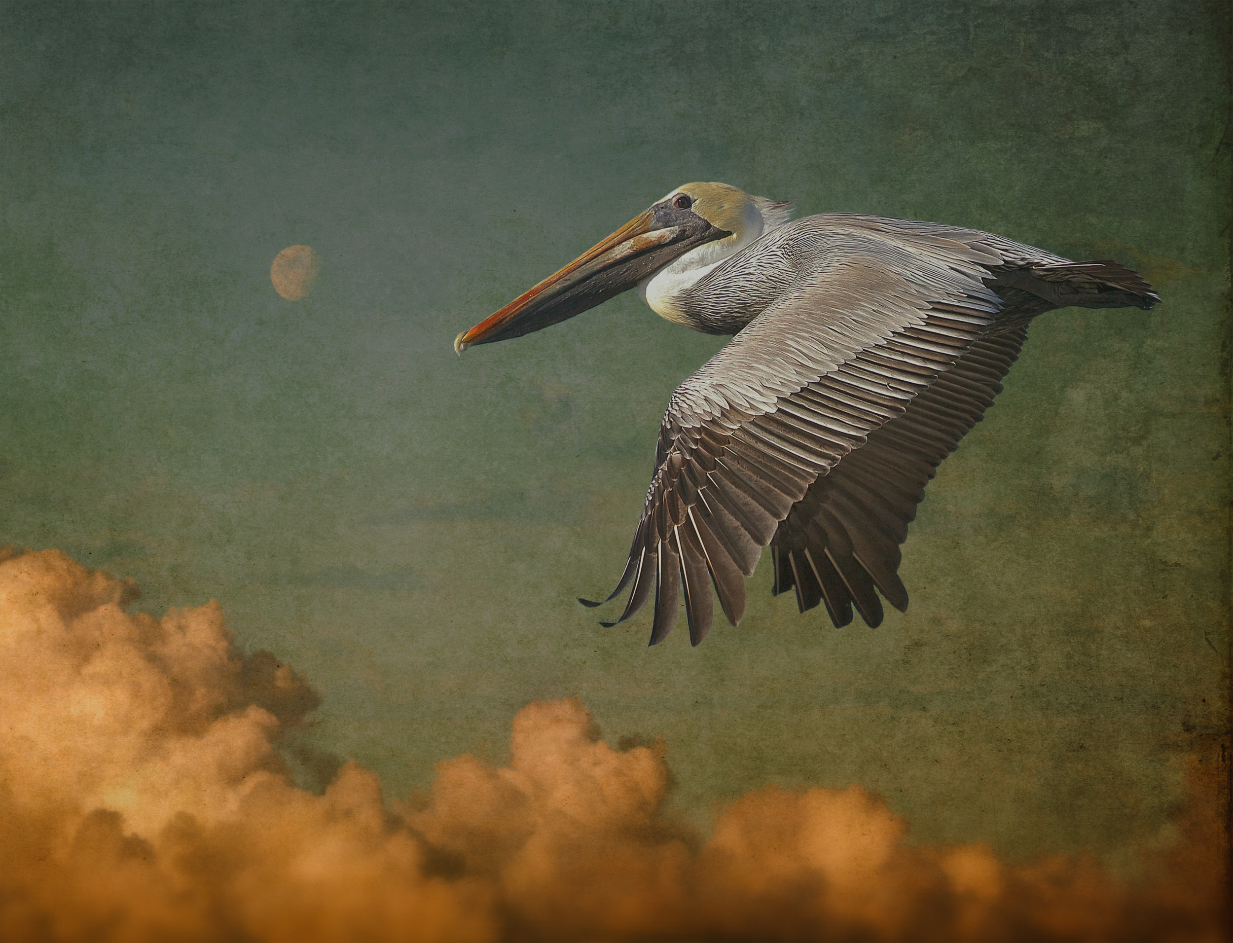 Here I took the same Pelican, added a different sky, added a layer with an ancient wall texture and some blurring to give it a an aged vintage look. This is the Editor's favorite so far. 