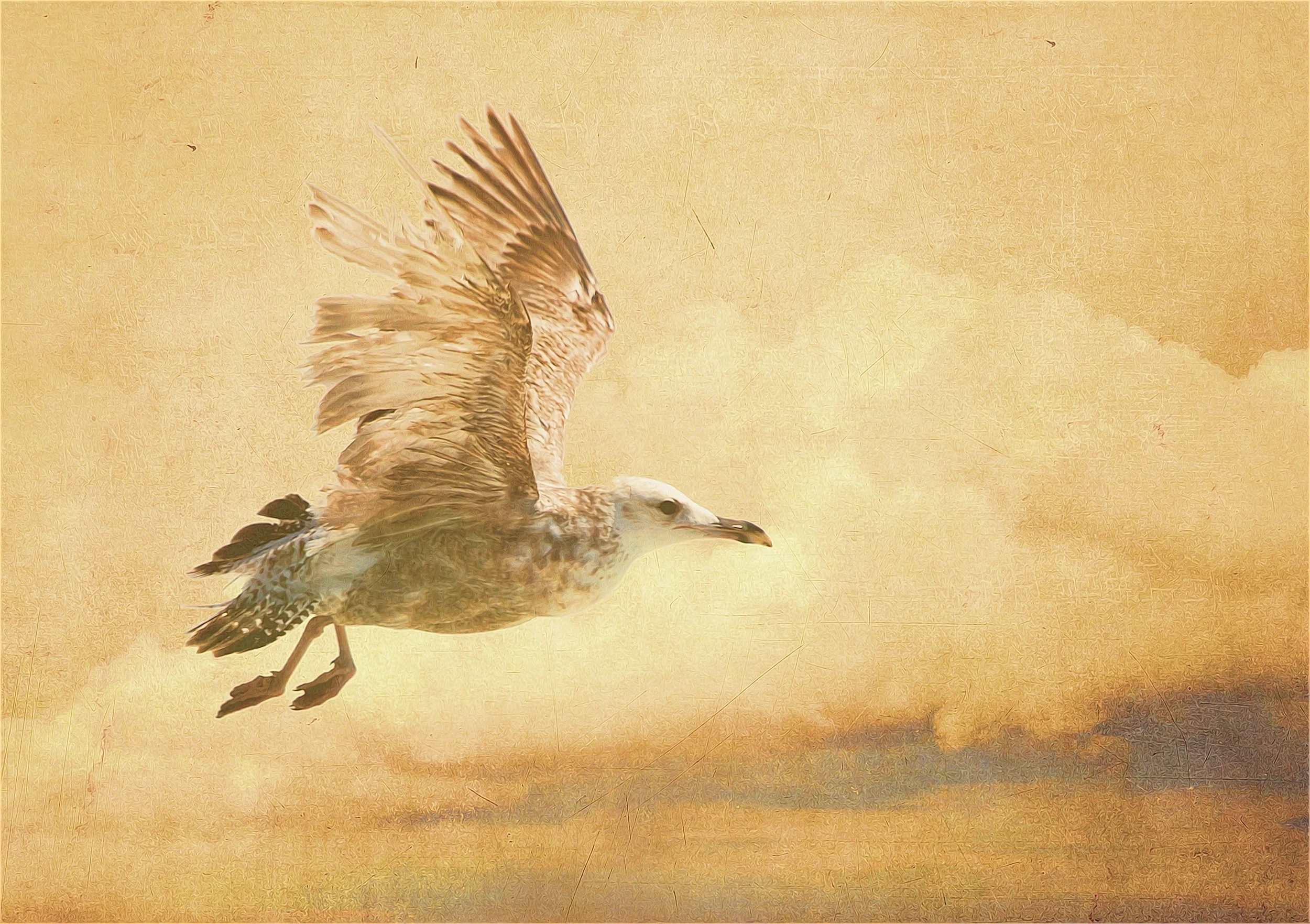 This final one is called Summertime , I took a Seagull photo…then I used a bit of all the above techniques, the canvas oil texture, sky and ancient wall texture overlays to create this one..