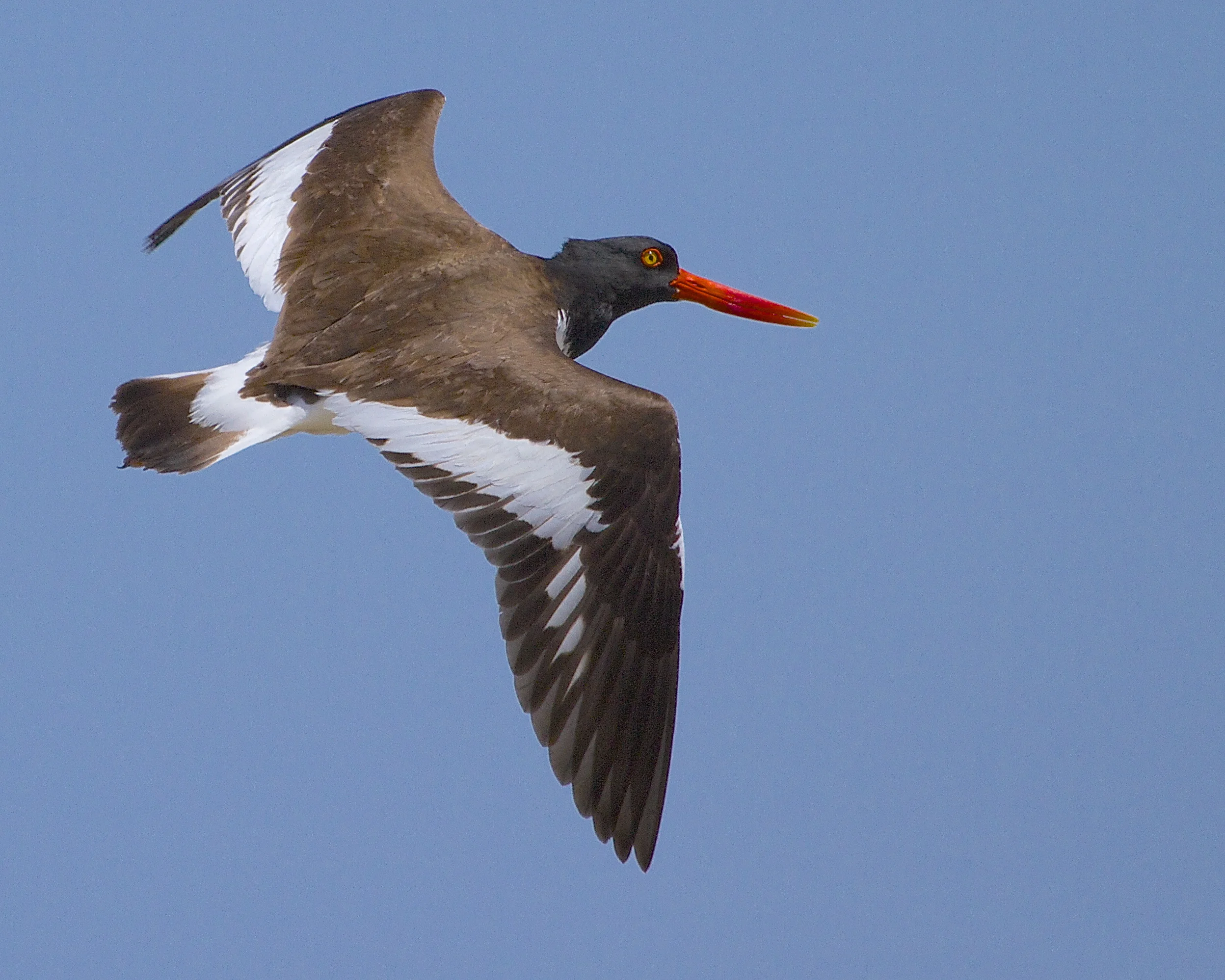 Oystercatcher in Flight