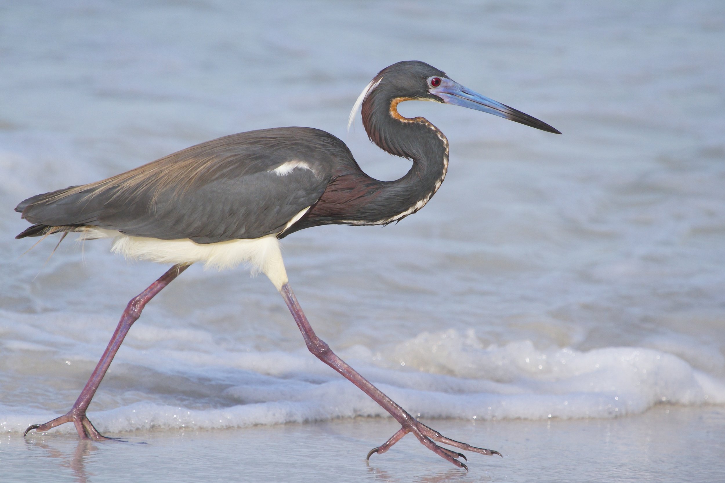 Tricolored Heron in Breeding coloration..truckin! (hot date?) _