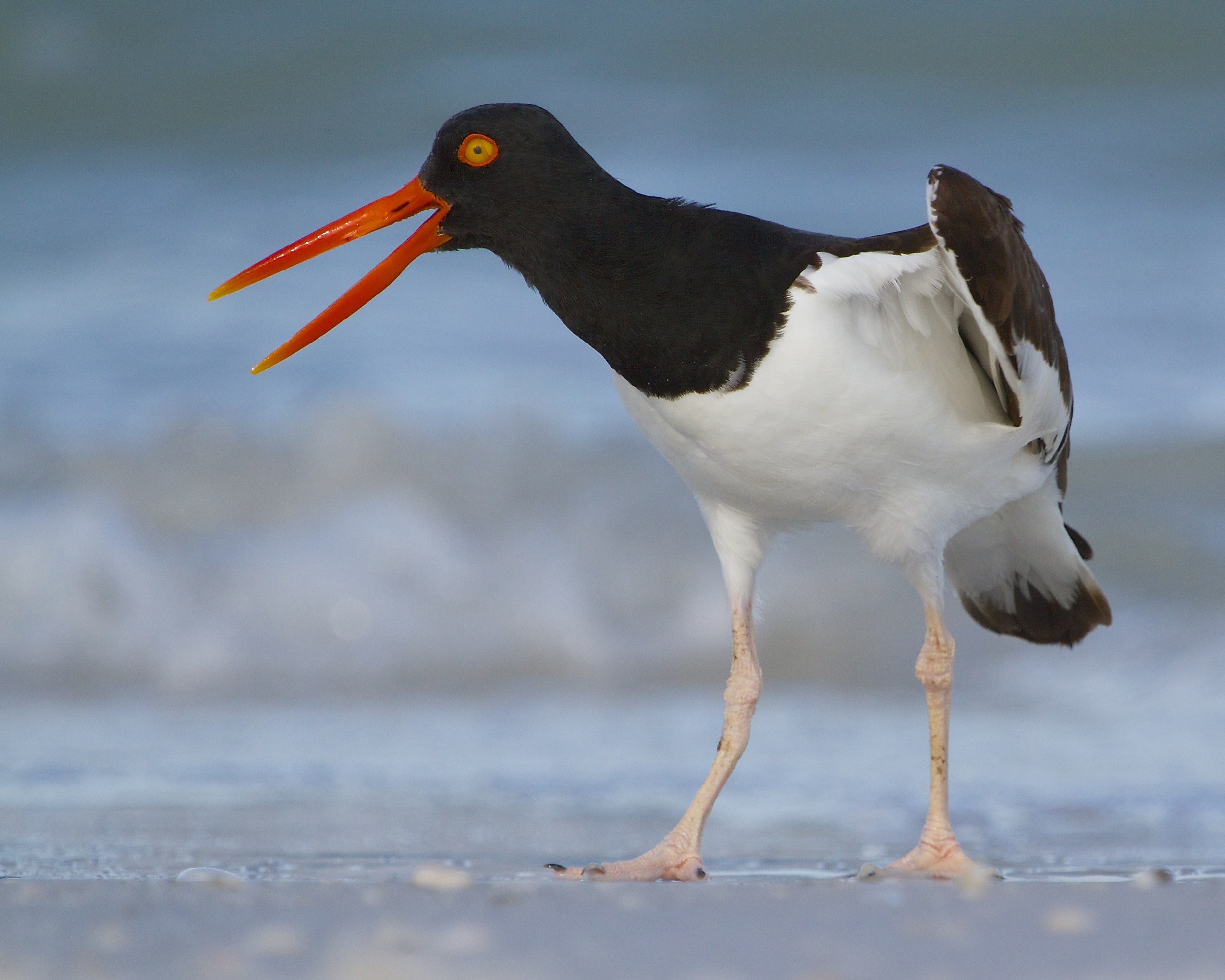 Oystercatcher about to take flight..
