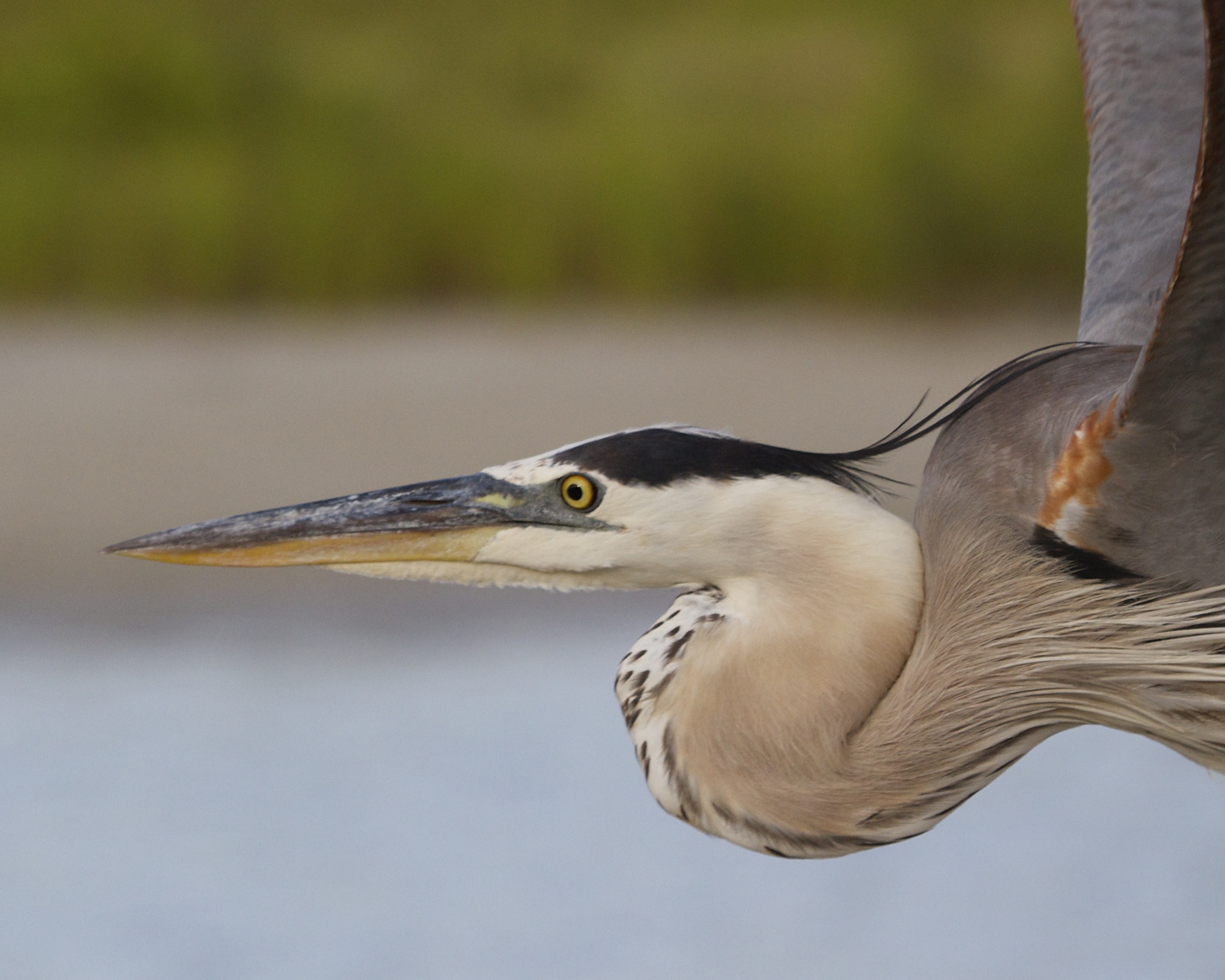 Great Blue Heron profile in close flight