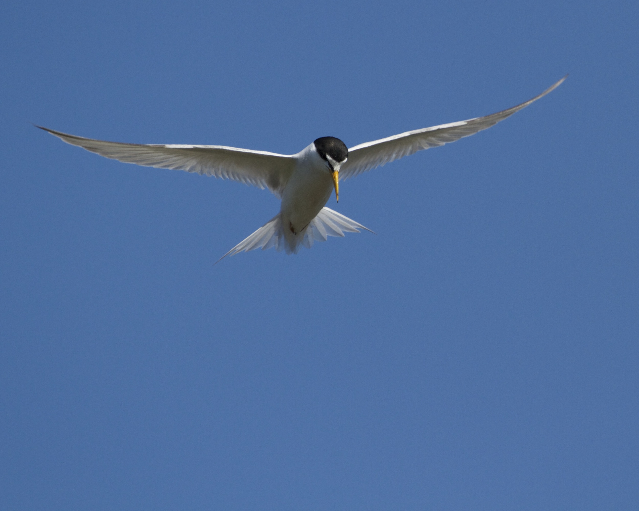 Least Tern hovers over the surf zone looking for fish!