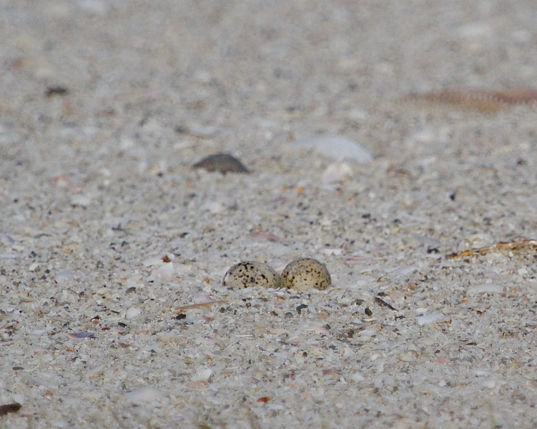 Least Tern eggs lie in a shallow scoop on the beach, note the natural camouflage coloration..
