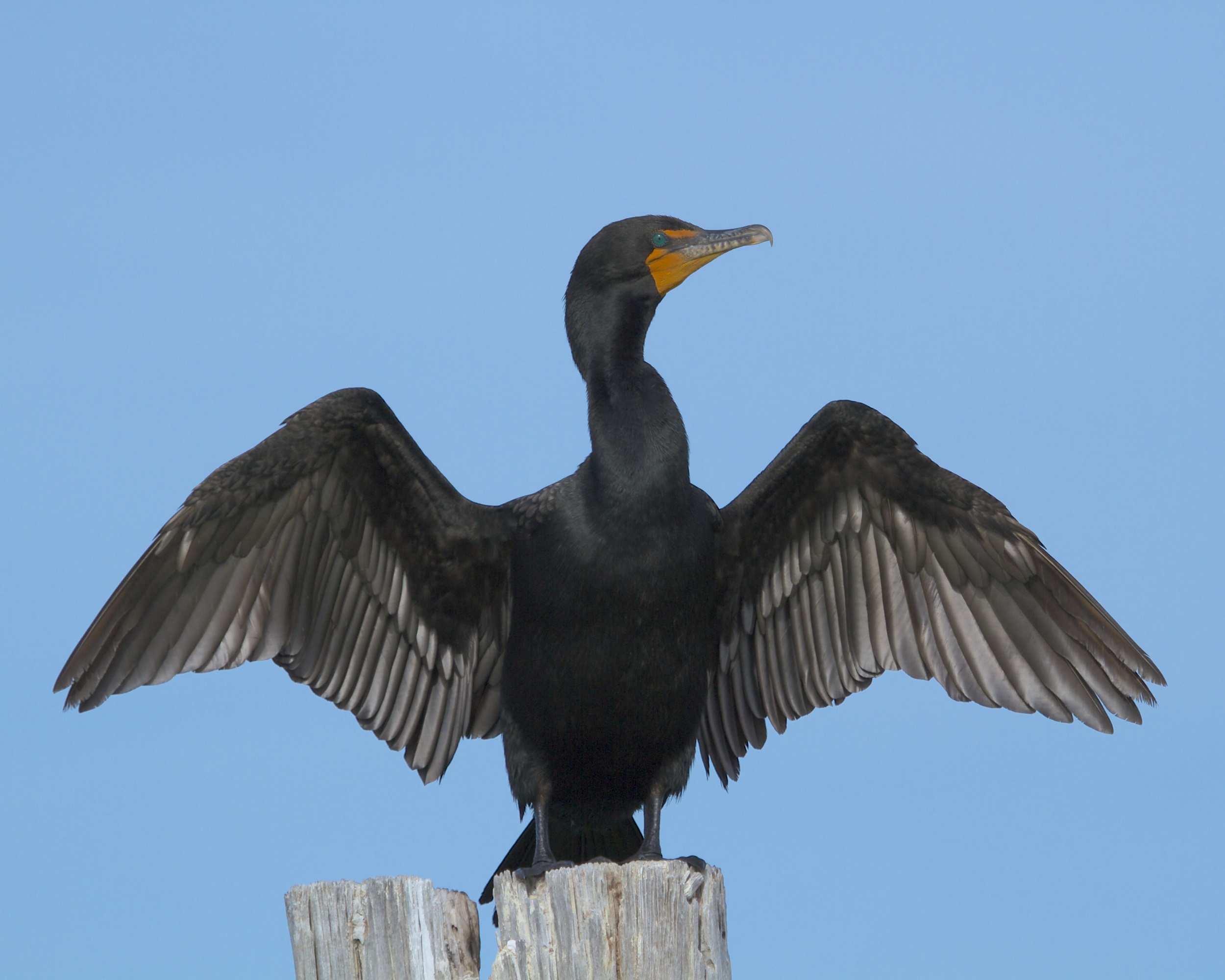 Cormorant dries its wings…actually it thinks it should be the replacement for the American Bald Eagle symbol. 