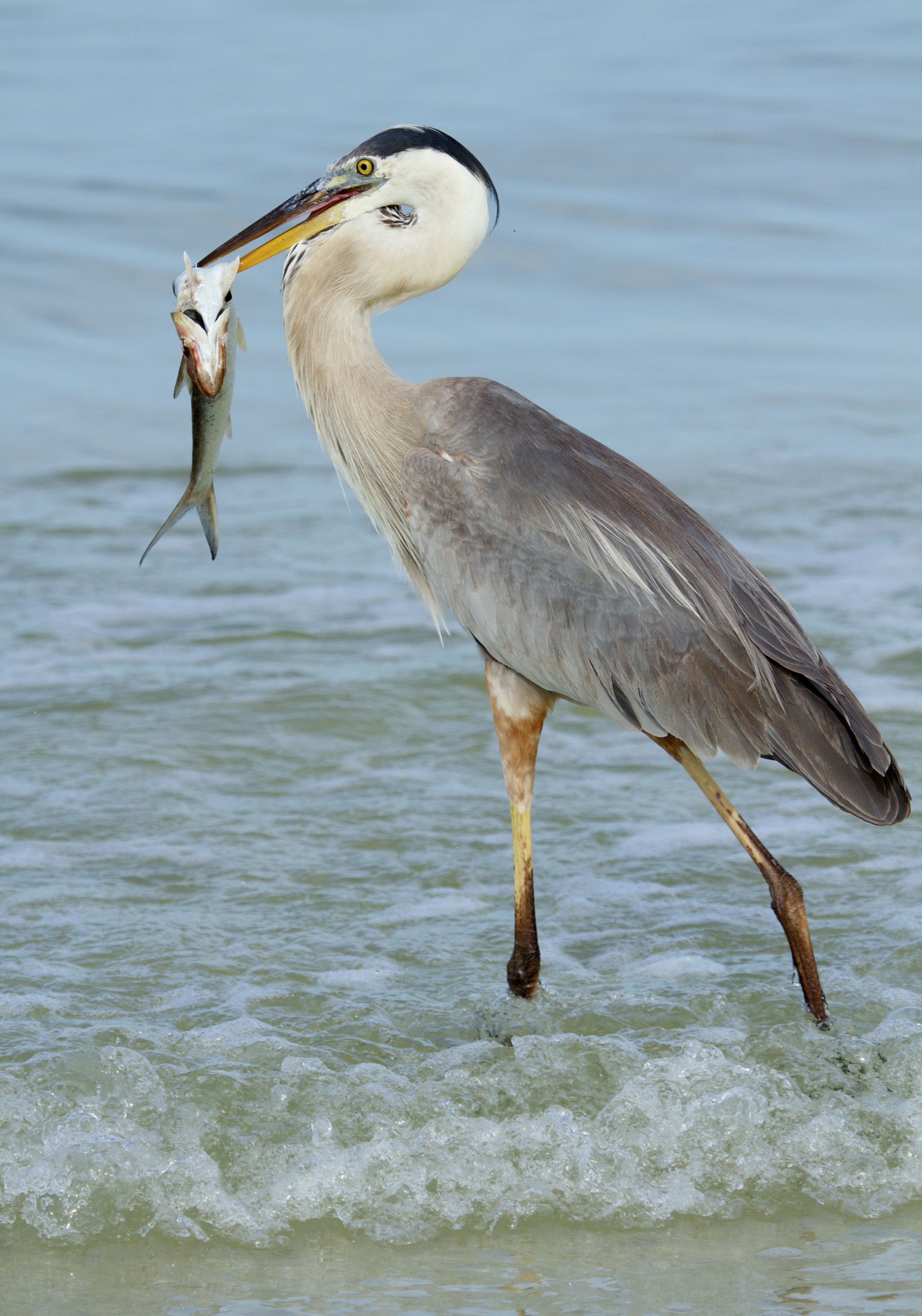 The Great Blue Heron captures breakfast in the surf..