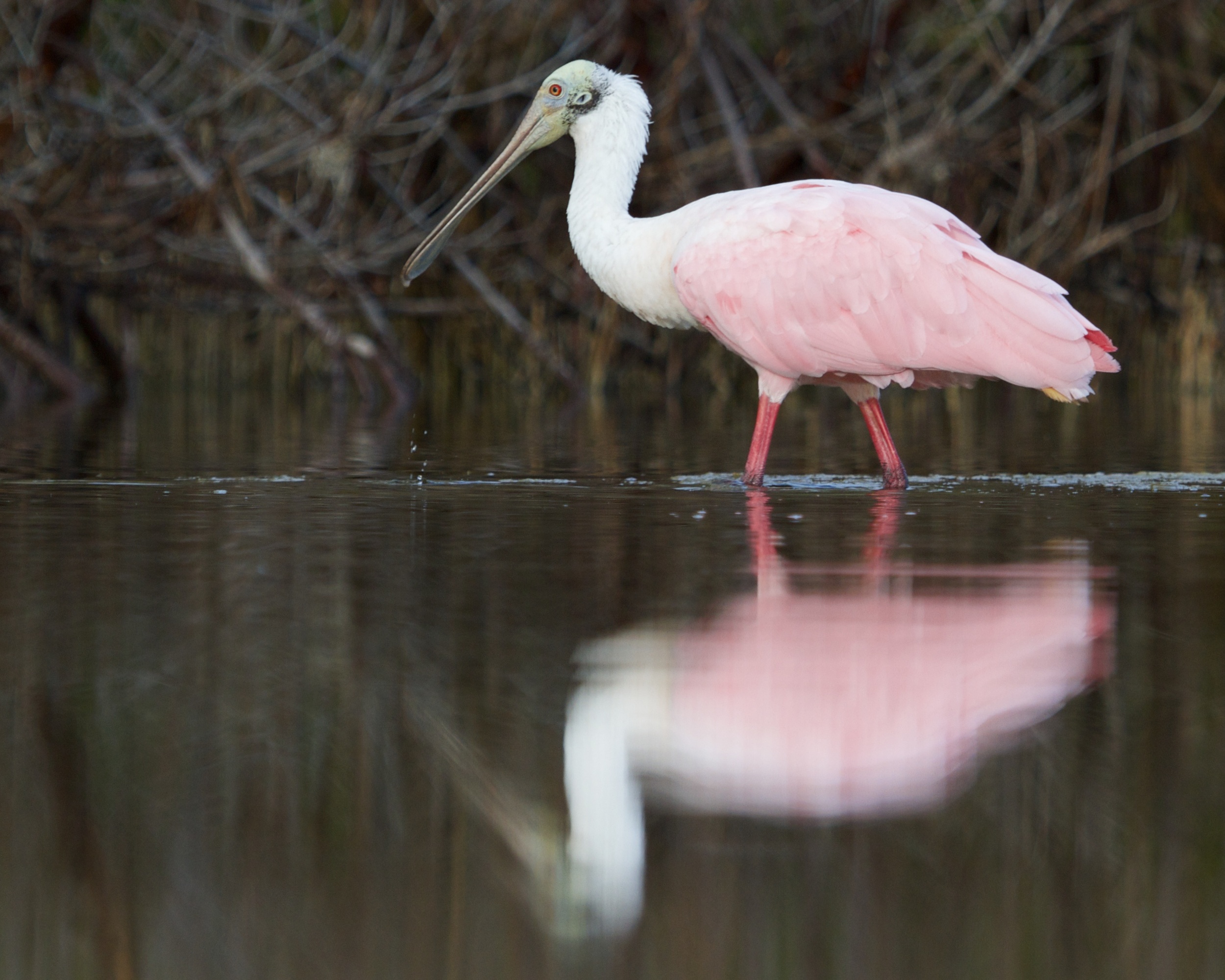 Roseate Spoonbill reflects in the lagoon..