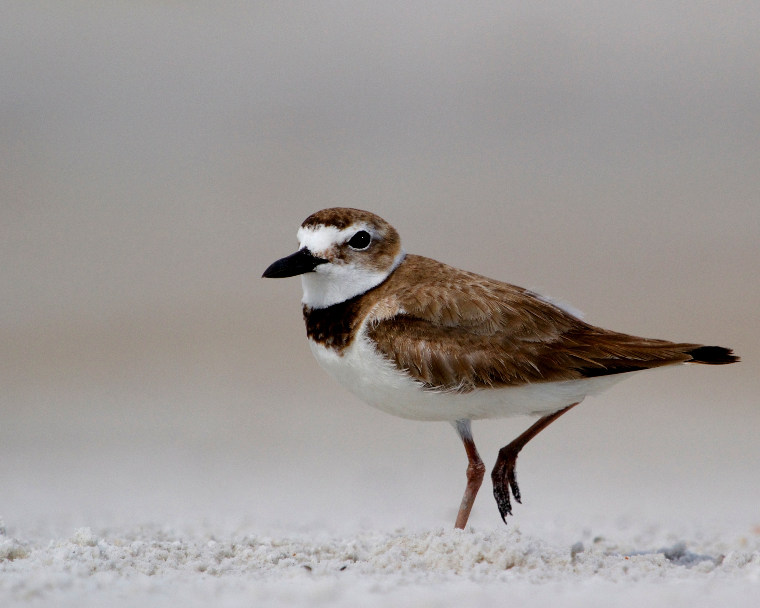 Wilsons Plover keeps patient watch over a crab hole for breakfast..