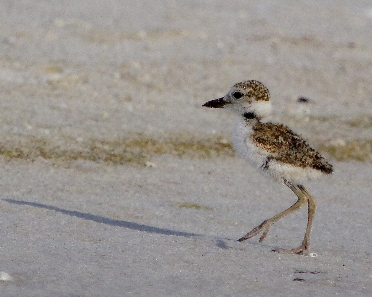 Hatchling plover scurries across the sand...