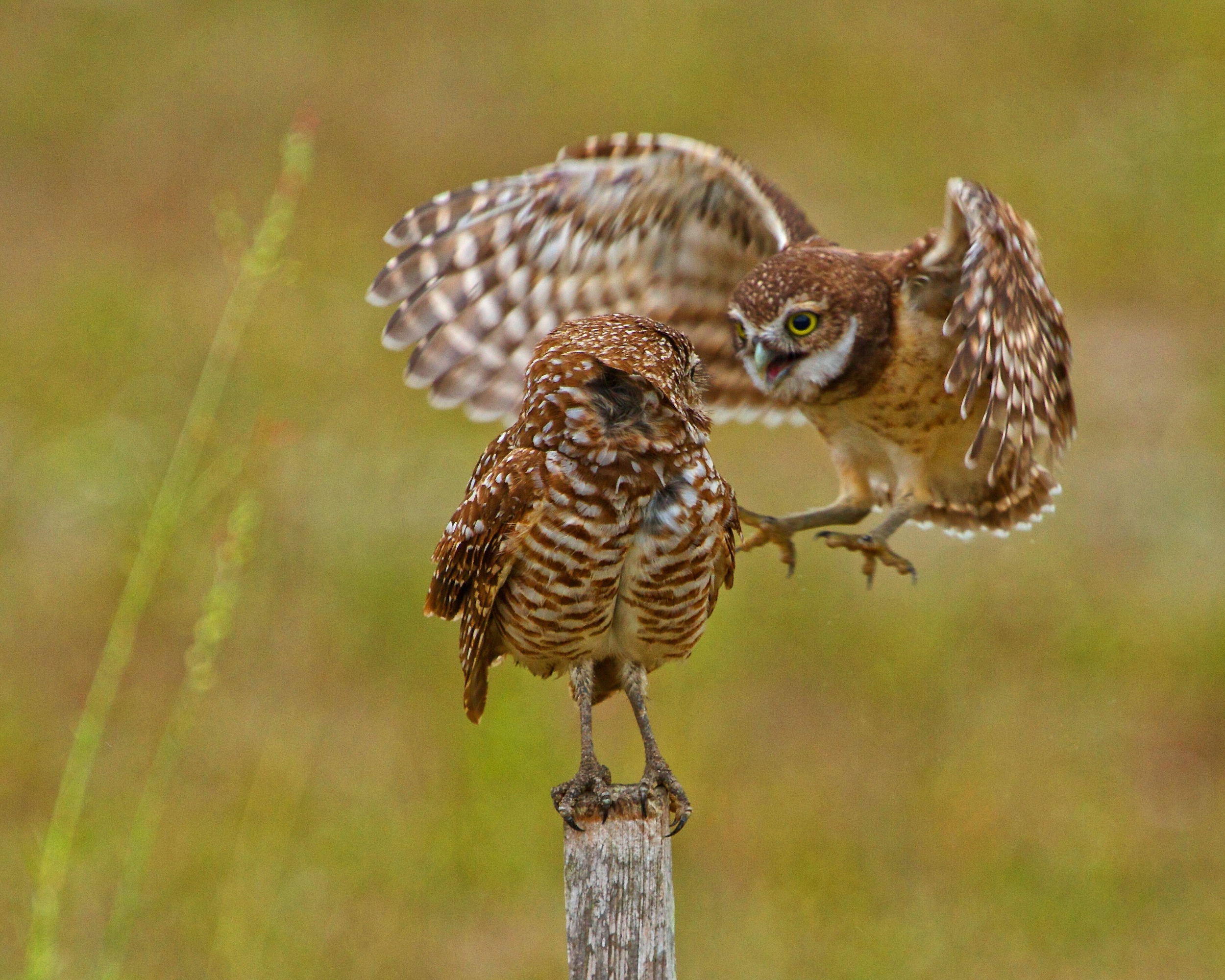 Moma! I's scared...young fledgling tries to join "Mom" on the post.