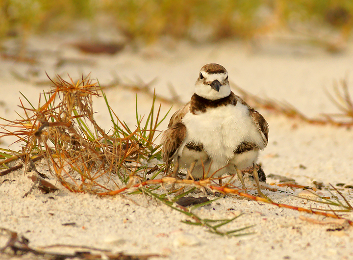 " He shall cover you with his feathers, and under his wings though shalt trust " Wilsons Plover with two chicks under its wings…Photo by Jack Rogers with permission,