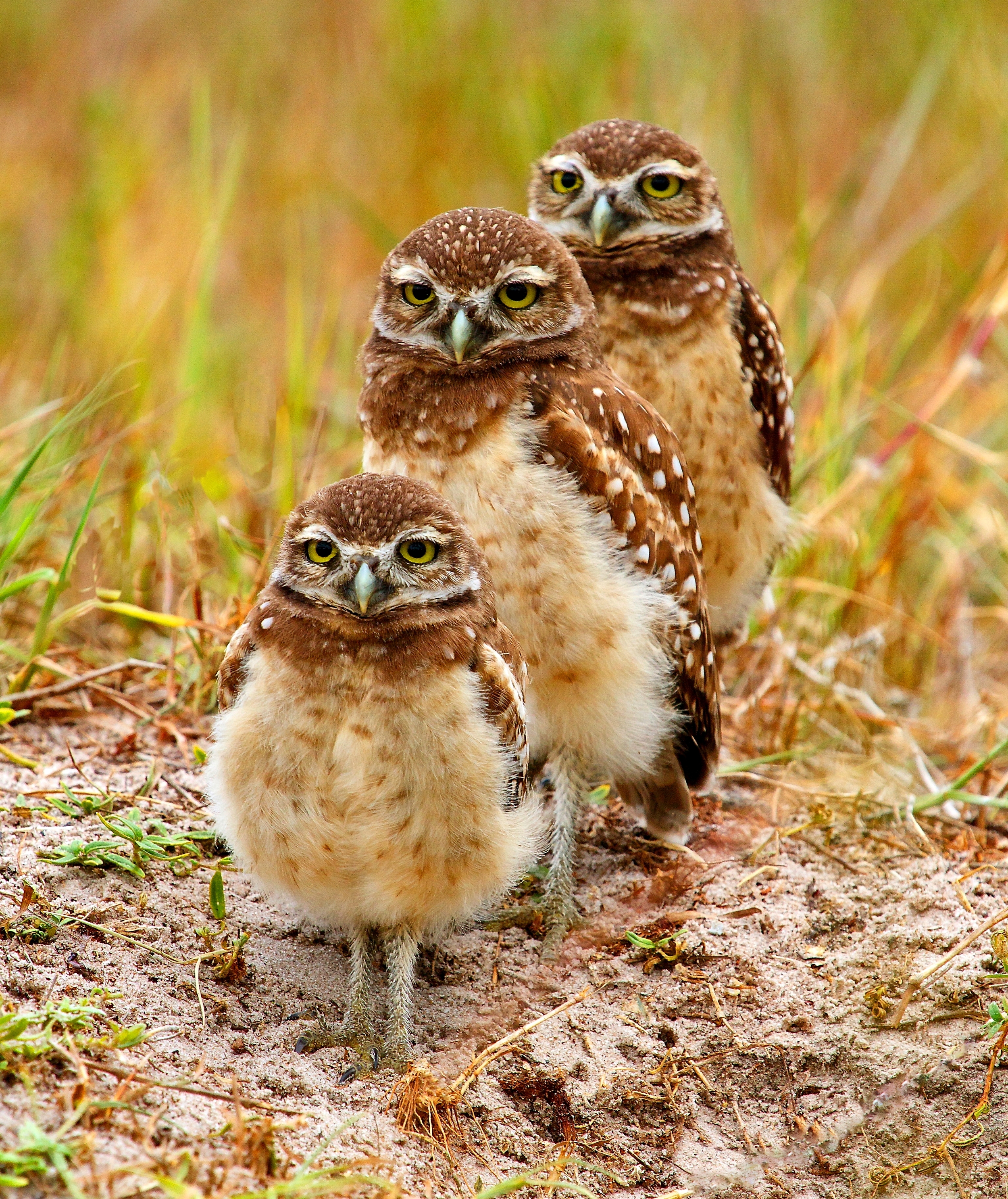 Three siblings pose for photo op