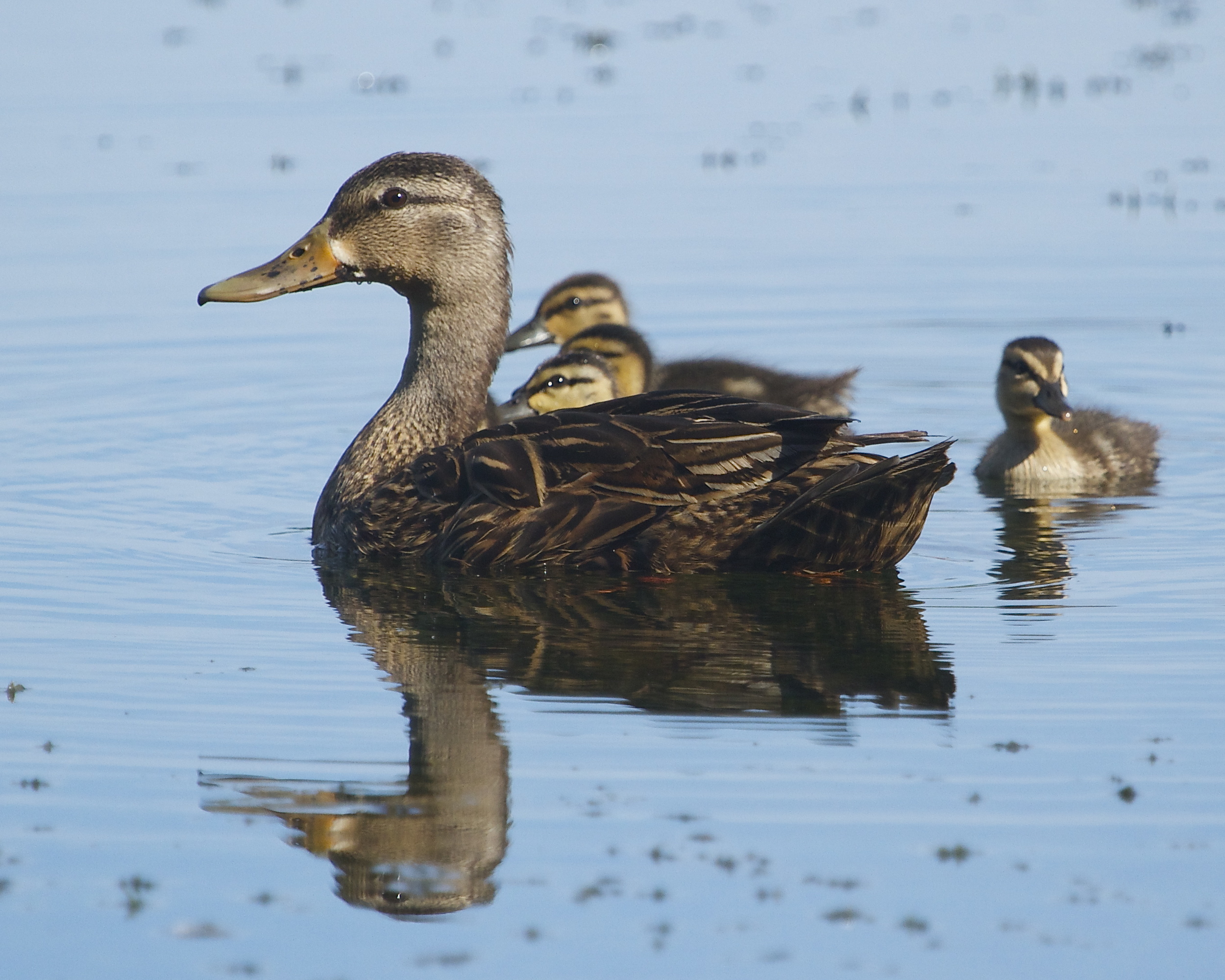 Female Mallard provides protection for her ducklings. 